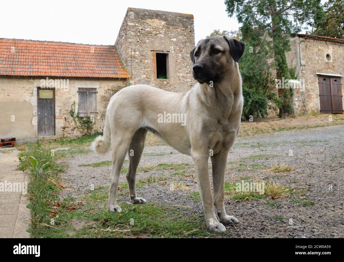 Magnifique berger anatolien. C'est un chien de brebis et un chien de grande race. Banque D'Images