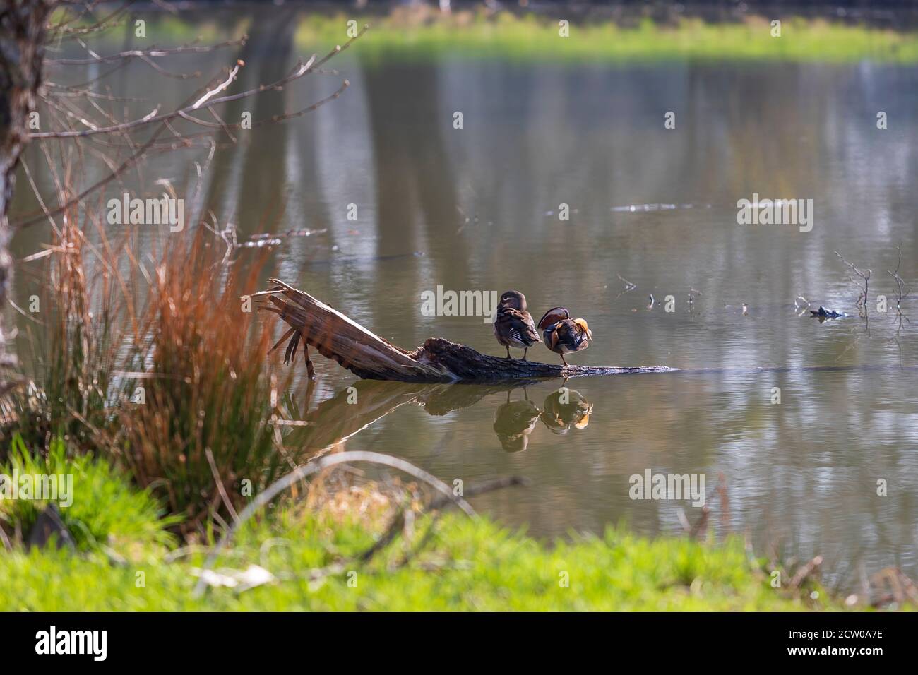Canard ornemental coloré sur un arbre près de l'étang. Banque D'Images