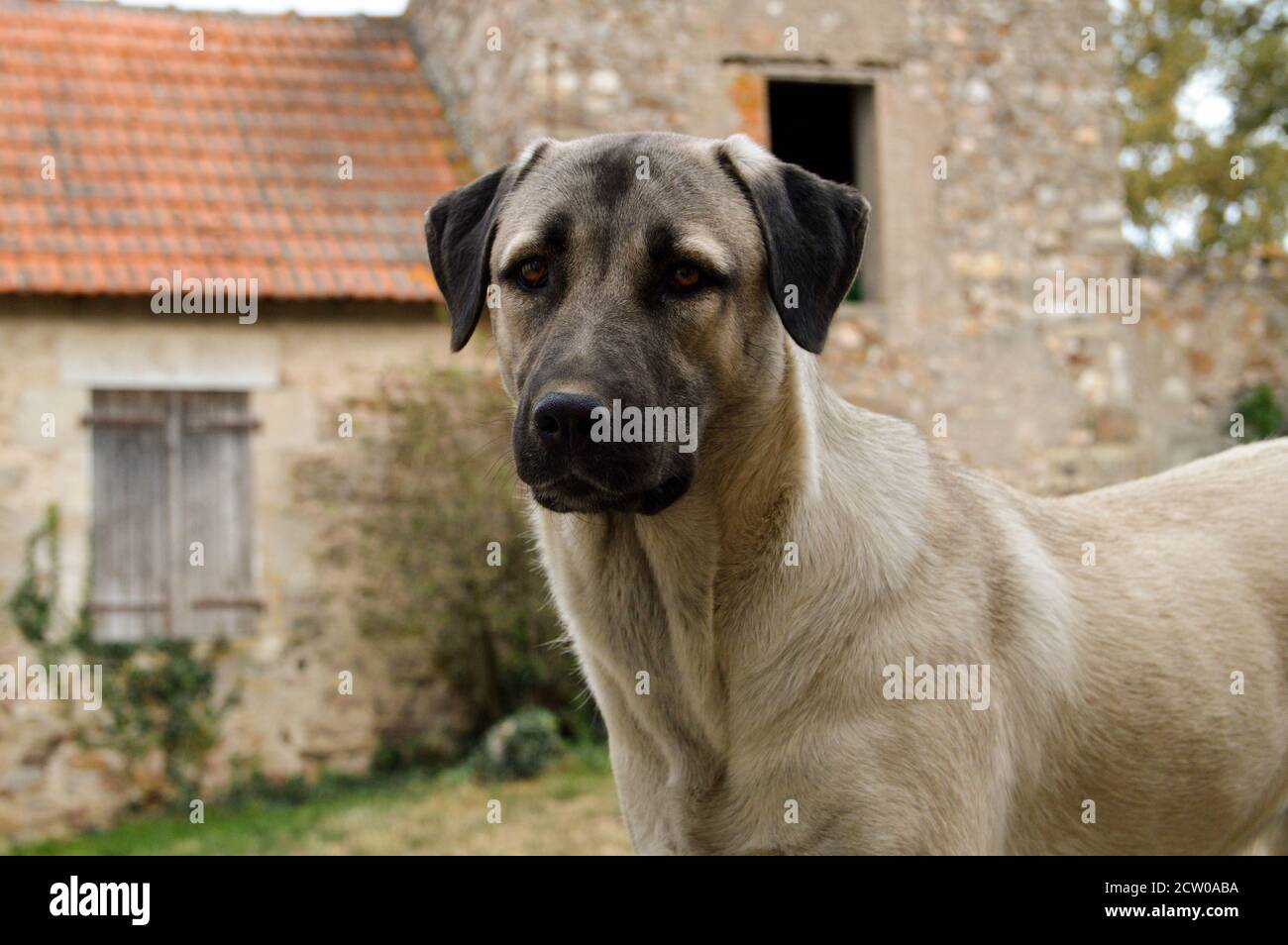 Magnifique berger anatolien. C'est un chien de brebis et un chien de grande race. Banque D'Images