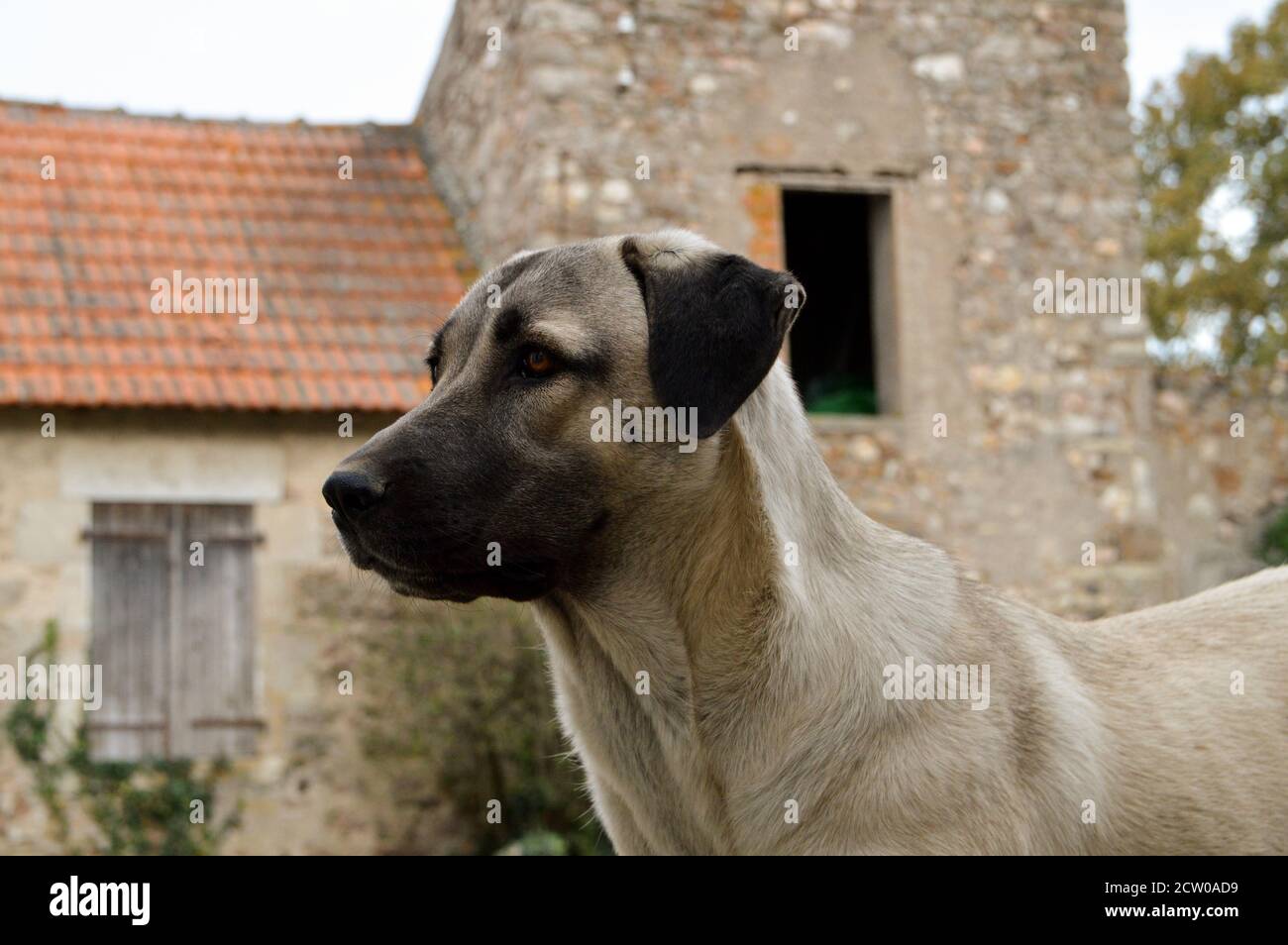 Magnifique berger anatolien. C'est un chien de brebis et un chien de grande race. Banque D'Images