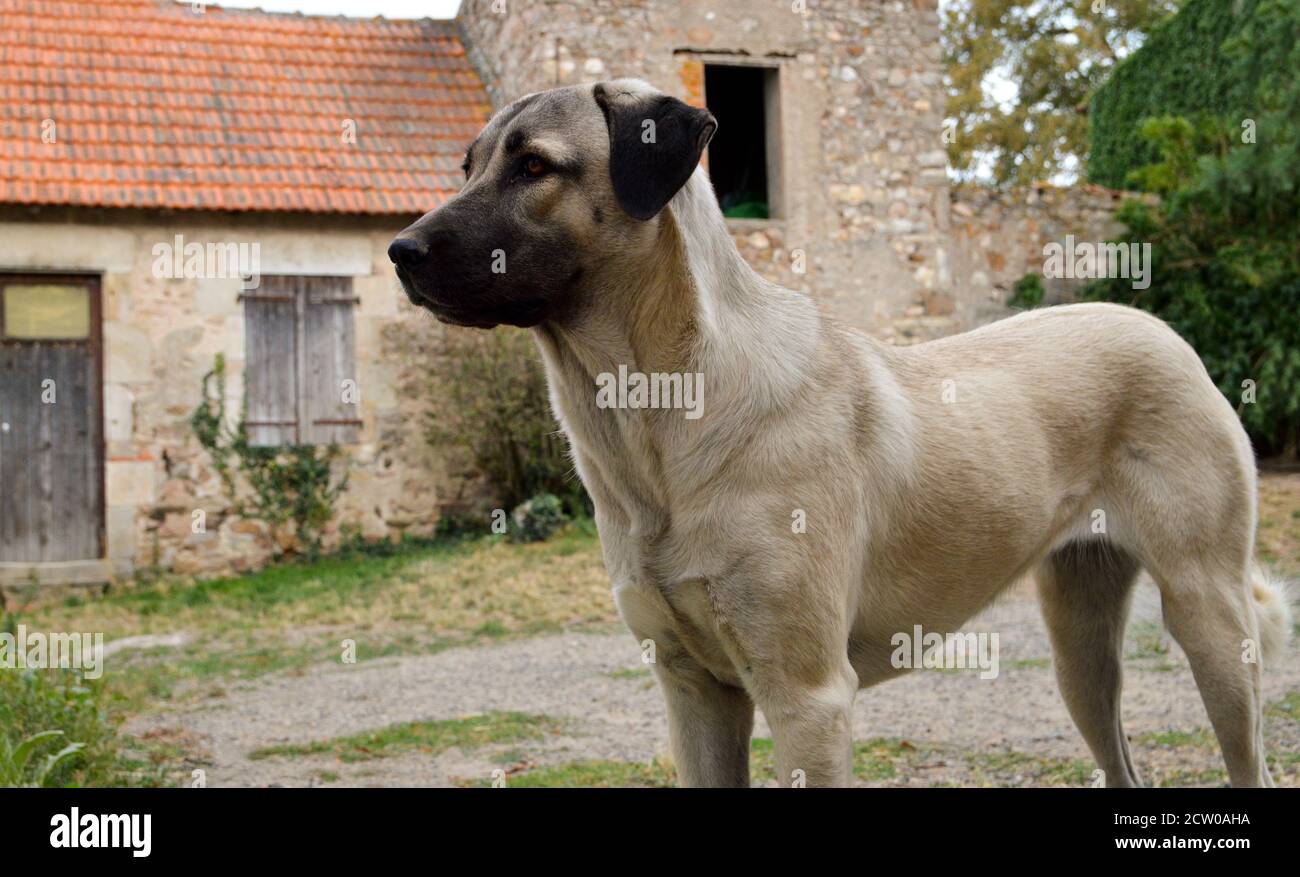Magnifique berger anatolien. C'est un chien de brebis et un chien de grande race. Banque D'Images