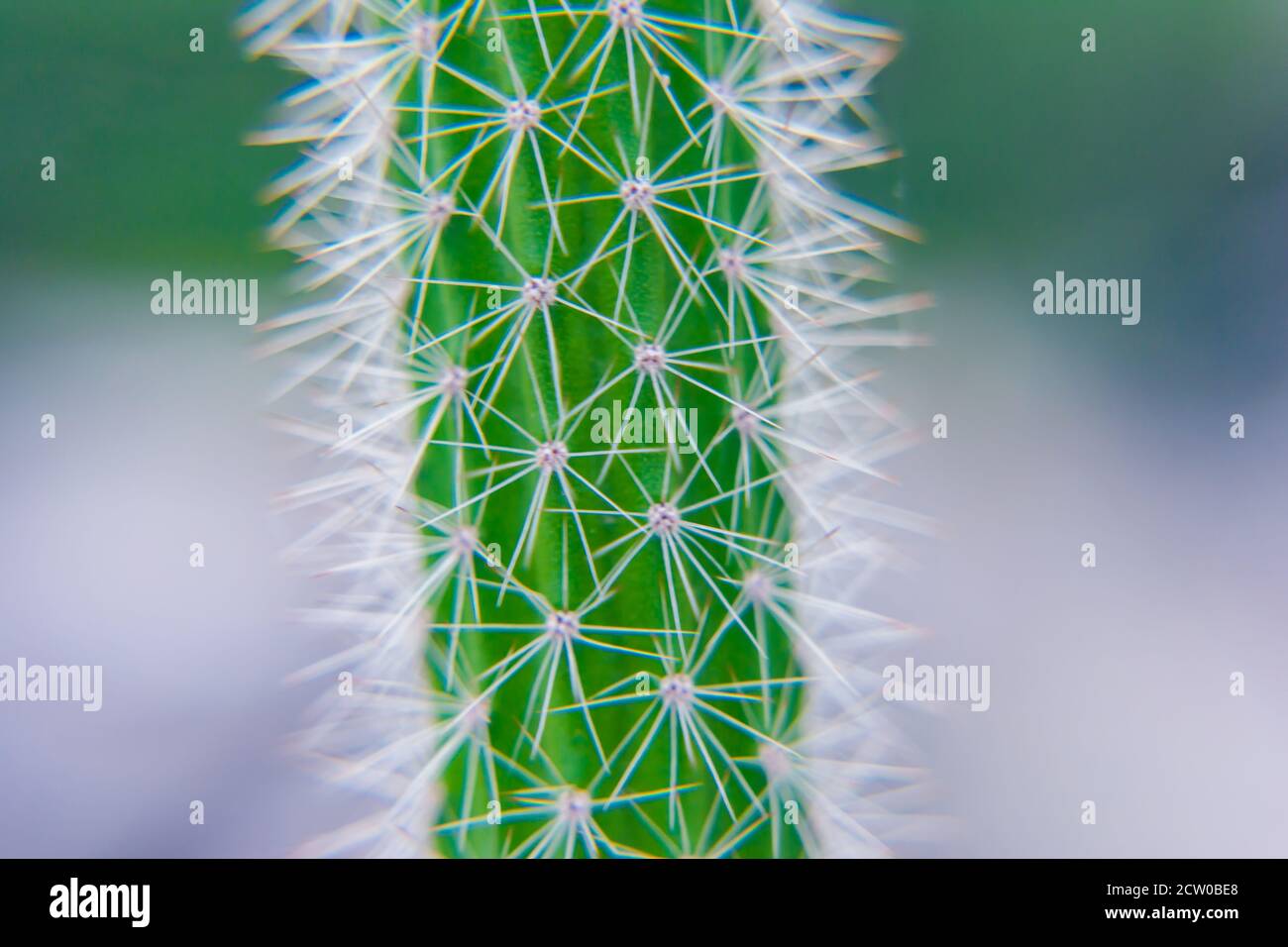 Macro proche des épines d'un cactus avec foyer sélectif. Cactus avec longs épines pointues rouges avec foyer sélectif. Espace de copie. Banque D'Images