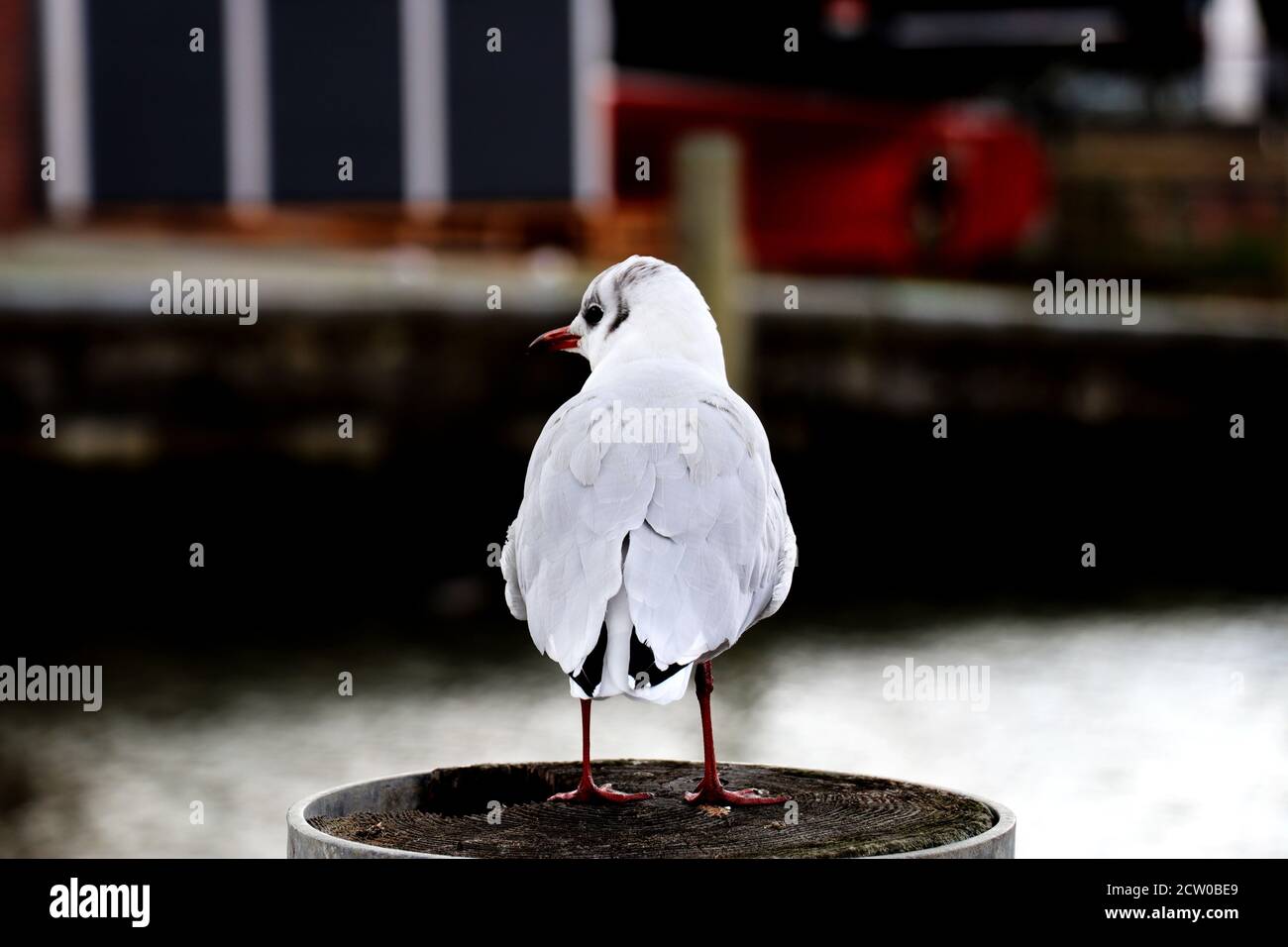 Vue Arriere Du Jeune Bebe Mouette Debout Sur Un Bois Pole Contre Riviere Arriere Plan Flou Photo Stock Alamy