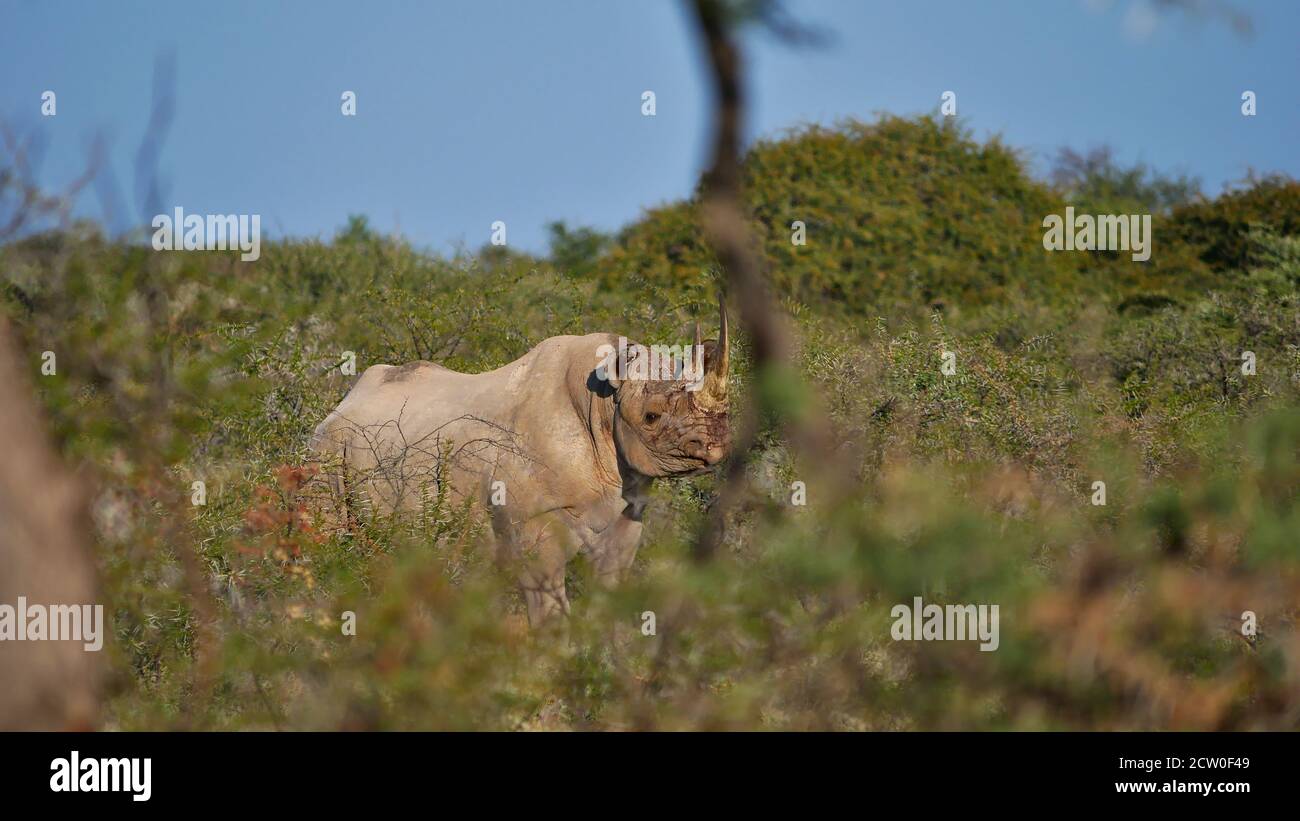 Rhinocéros noir d'animaux en voie de disparition (rhinocéros, rhinocéros à lèvres accrochantées, diceros bicornis) caché entre des buissons épineux dans le parc national d'Etosha, en Namibie. Banque D'Images Rhinocéros noir d'animaux en voie de disparition (rhinocéros, rhinocéros à lèvres accrochantées, diceros bicornis) caché entre des buissons épineux dans le parc national d'Etosha, en Namibie. Banque D'Images