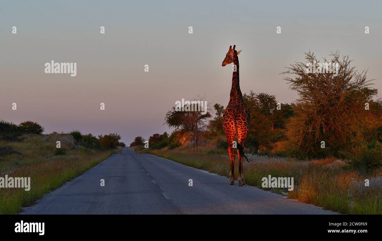 Girafe solitaire angolaise (giraffa camelopardalis angolensis, girafe namibienne) marchant sur une route dans la lumière du soir dans le parc national d'Etosha, Namibie. Banque D'Images