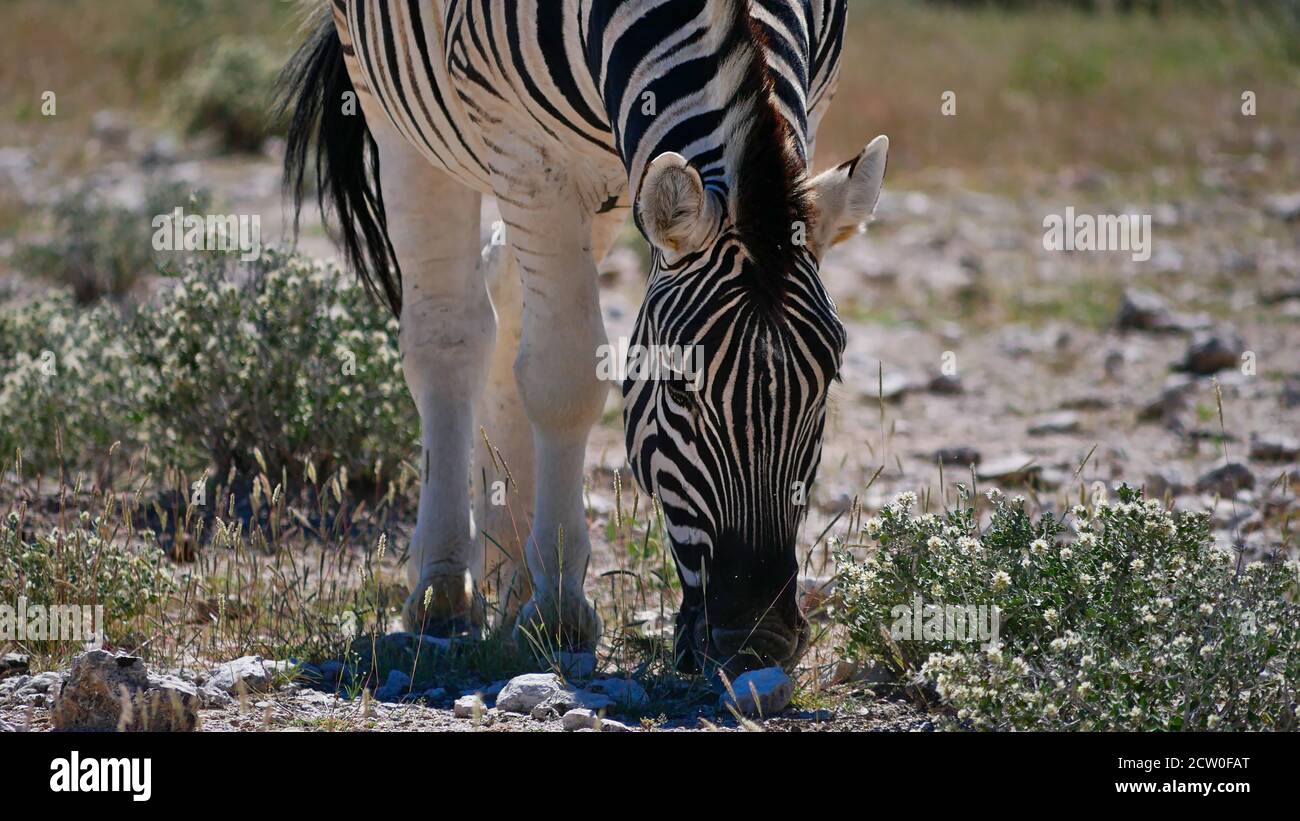 Vue rapprochée de l'avant des plaines à rayures simples zébrées (equus quagga, également zèbre commun) paissant sur des terres de brousse dans le parc national d'Etosha, en Namibie. Banque D'Images
