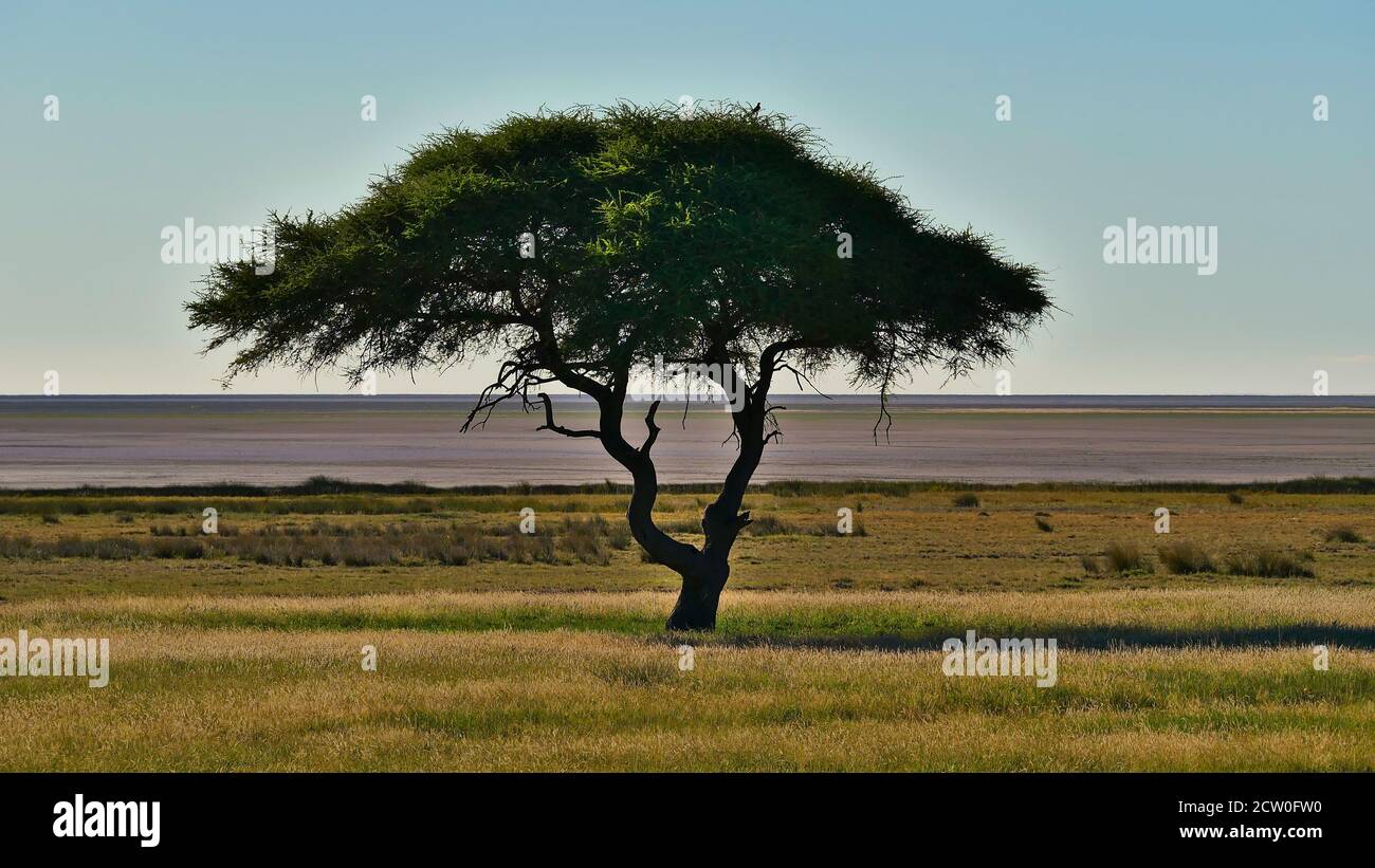 Acacia debout sur un pré avec de l'herbe verte dans le désert de Kalahari avec le pan d'Etosha et l'horizon en arrière-plan dans le parc national d'Etosha, Namibie. Banque D'Images