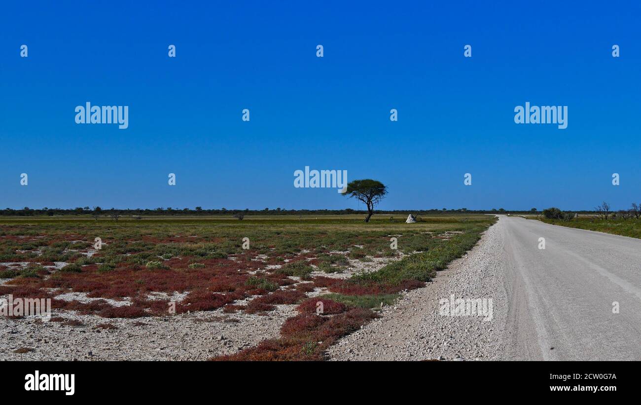 Un acacia debout sur une terre herbeuse avec un termite à côté de la route de gravier entre les camps de Namutoni et de Halali dans le parc national d'Etosha. Banque D'Images