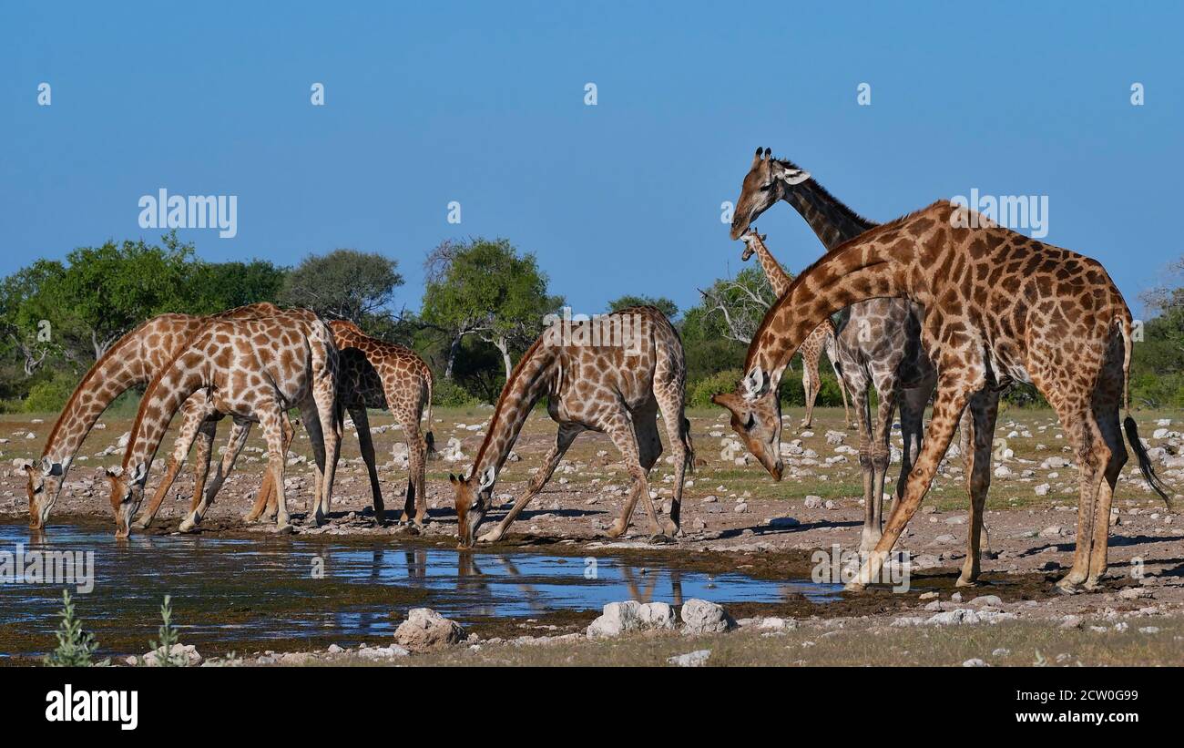 Troupeau de girafes angolaises (giraffa camelopardalis angolensis) eau potable avec pattes étalées au trou d'eau de Namutoni dans le parc national d'Etosha, Namibie. Banque D'Images