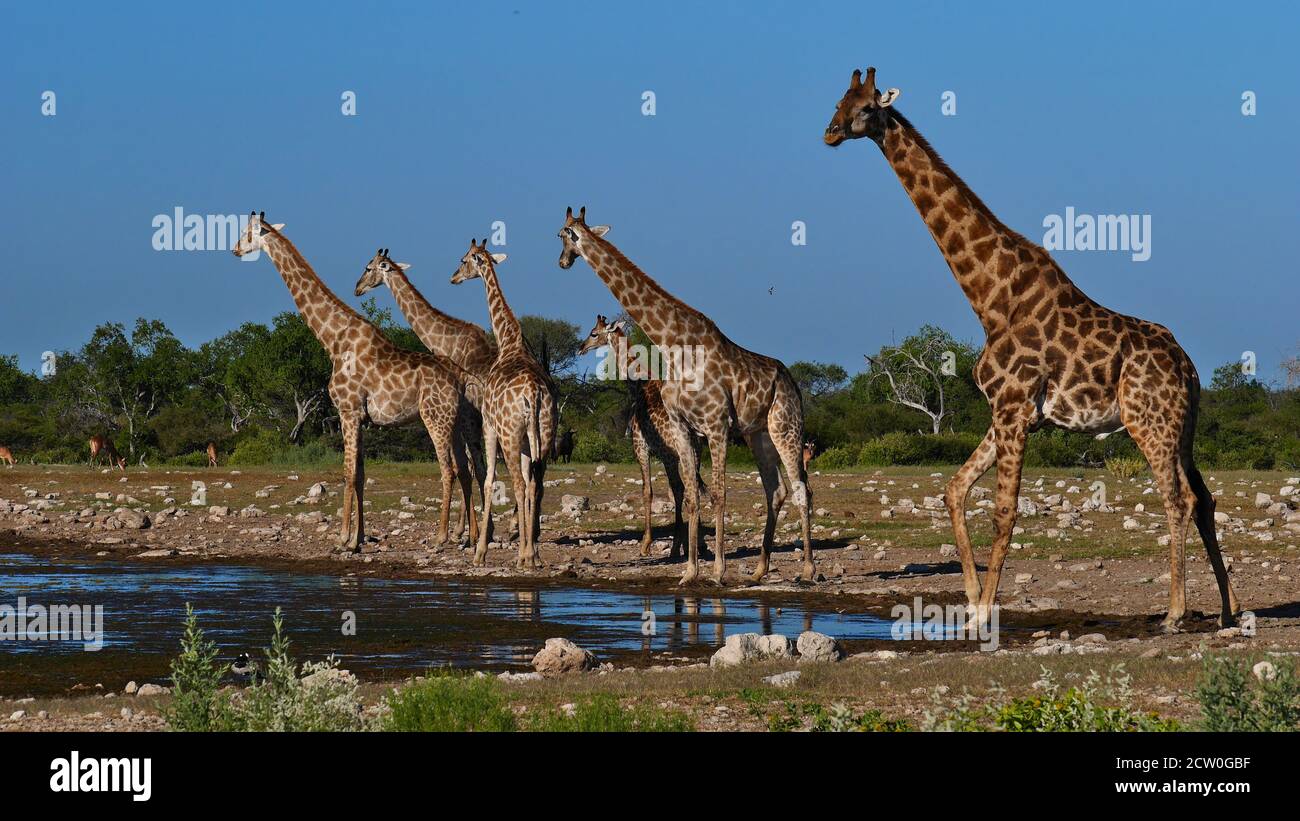 Troupeau de girafes angolaises (giraffa camelopardalis angolensis) à cou allongé debout au trou d'eau de Namutoni dans le parc national d'Etosha, en Namibie. Banque D'Images