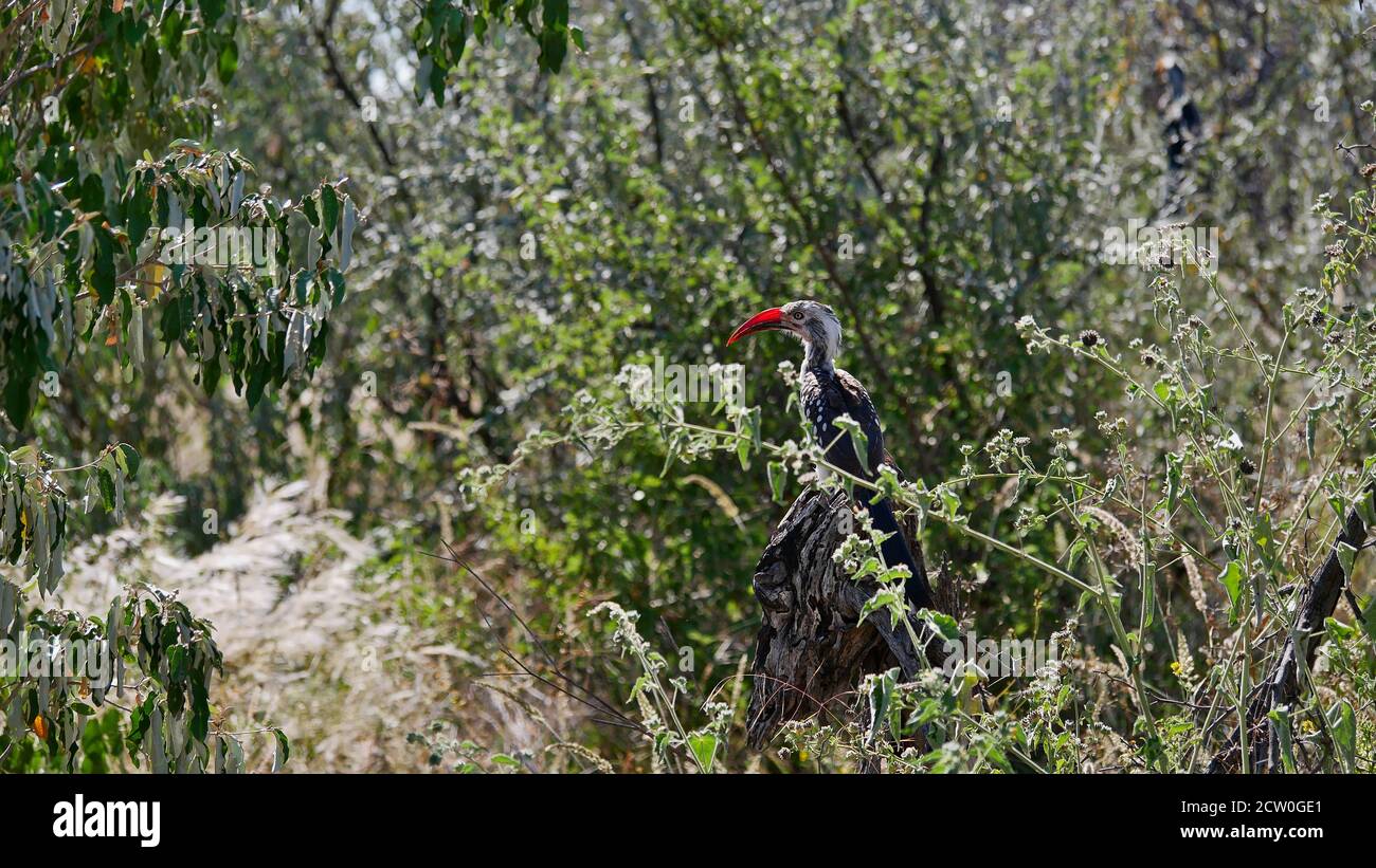 Oiseau de charme à bec rouge du sud (Tockus rufirostris) avec son bec rouge caractéristique assis sur une branche d'un arbre à Etosha. Banque D'Images