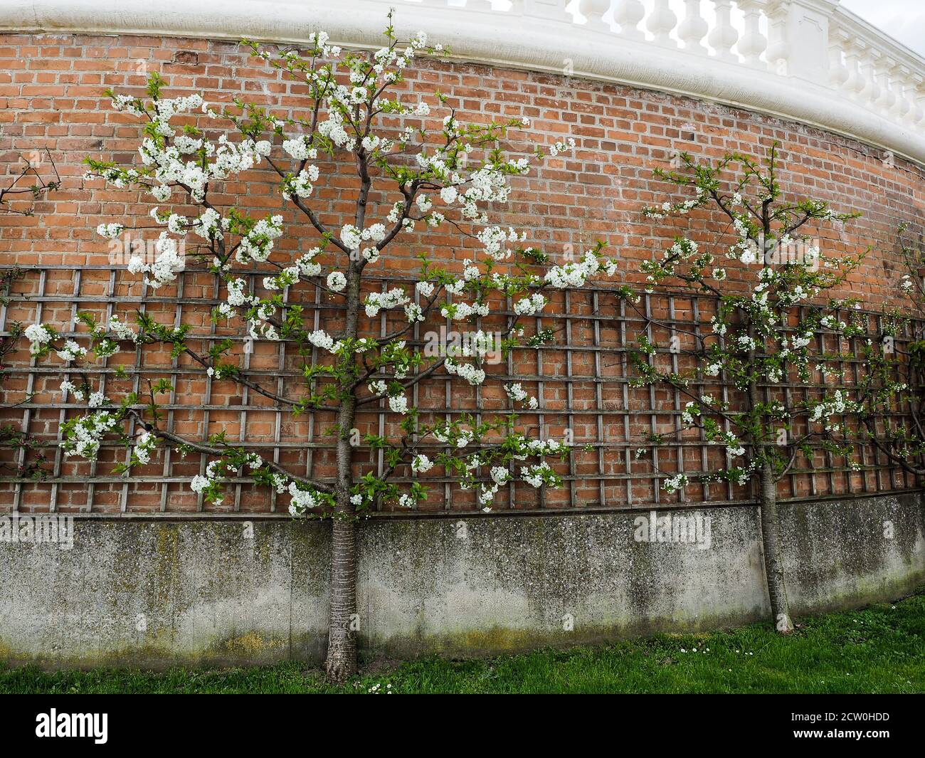Pommier en fleur sur le treillis au mur de briques. Printemps dans le jardin. Tir horizontal. Banque D'Images