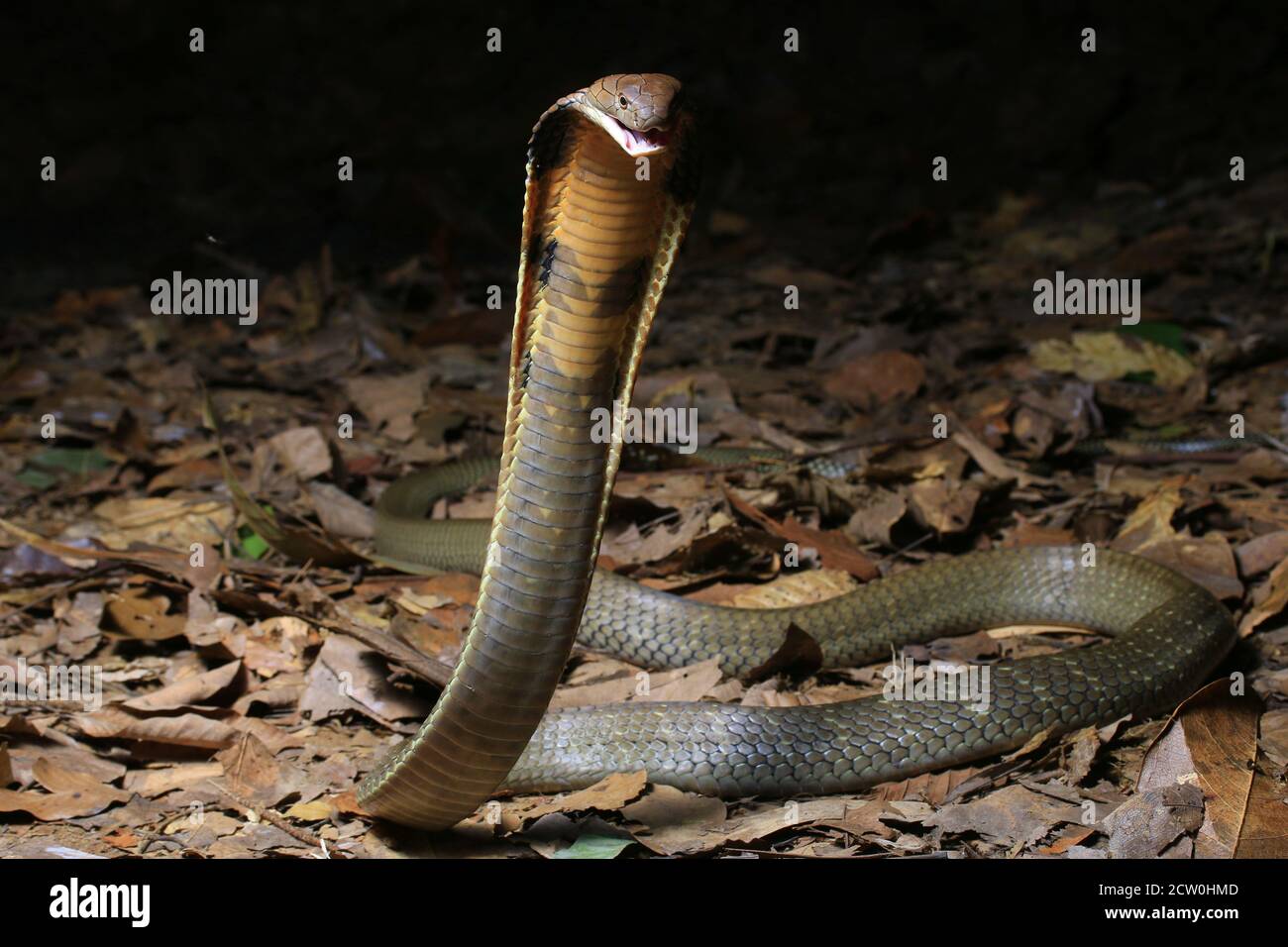 Jeune cobra de roi, Ophiophage hannah est le serpent venimeux le plus long au monde. Banque D'Images