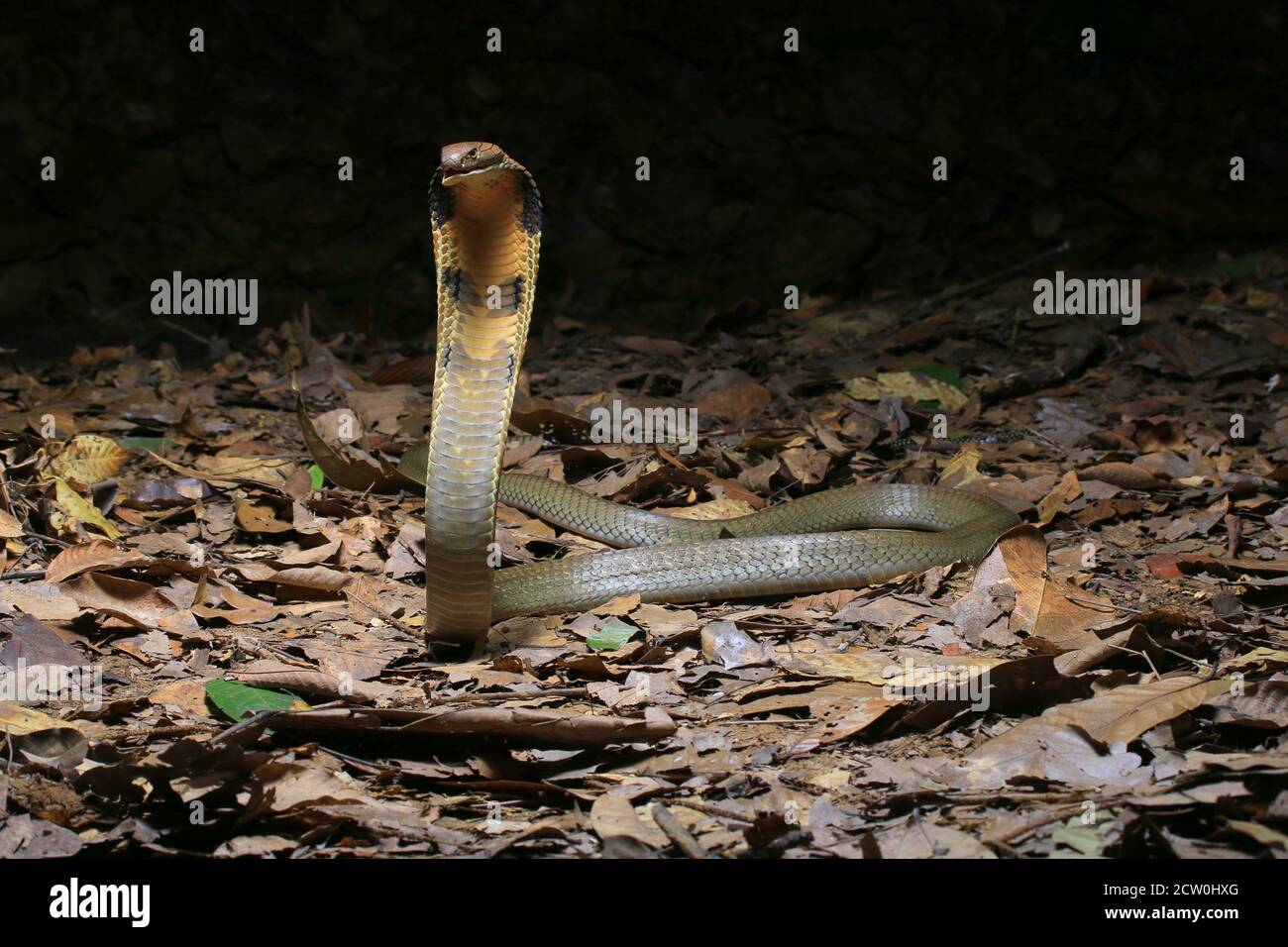 Jeune cobra de roi, Ophiophage hannah est le serpent venimeux le plus long au monde. Banque D'Images