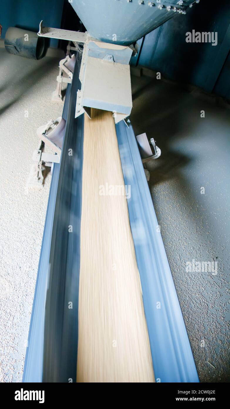 système convoyeur élévateur de silo pour grain, courroie de convoyeur de silo. Banque D'Images