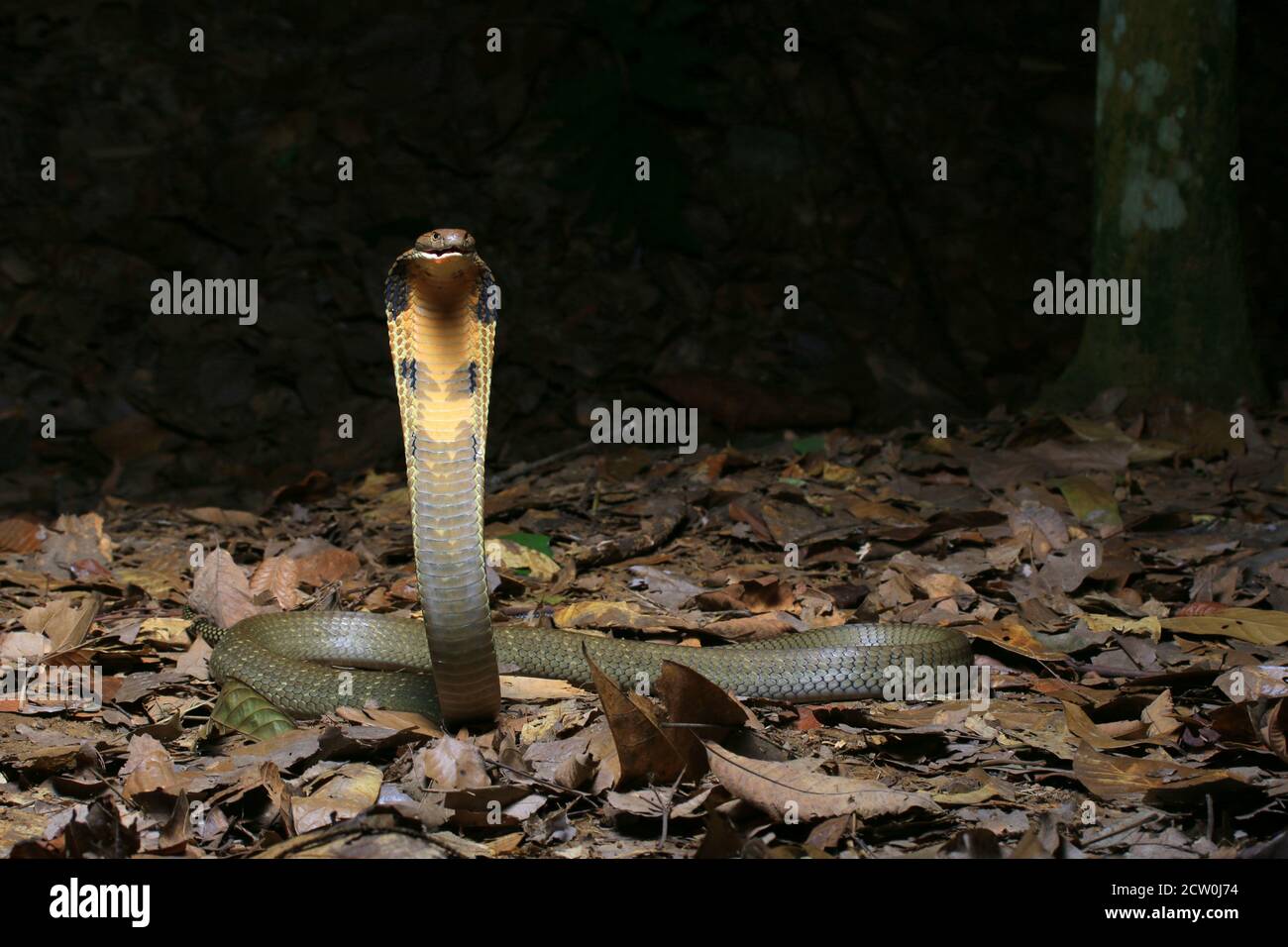 Jeune cobra de roi, Ophiophage hannah est le serpent venimeux le plus long au monde. Banque D'Images