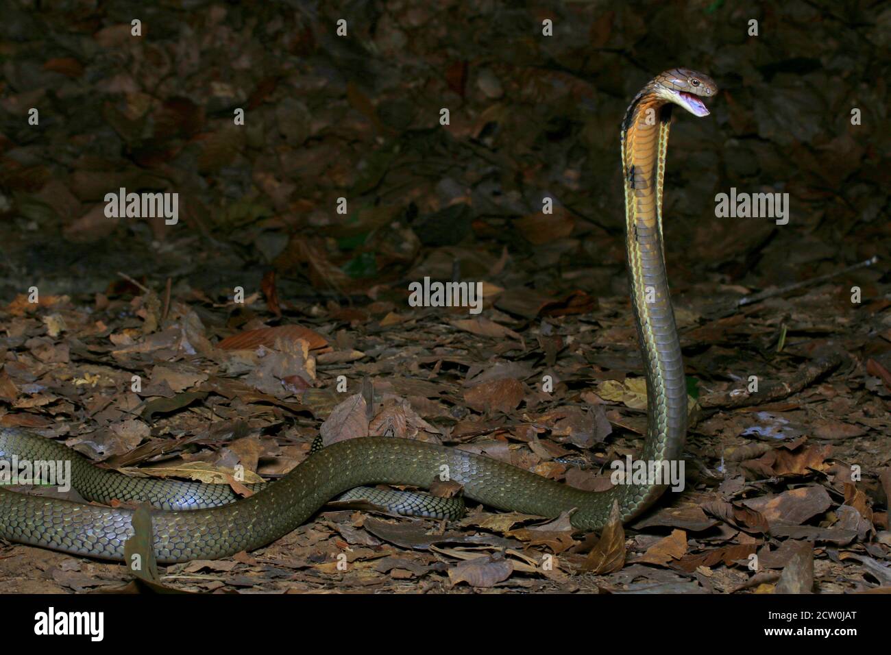 Le cobra roi, Ophiophage hannah, est un serpent venimeux de la famille des Elapidés. Banque D'Images