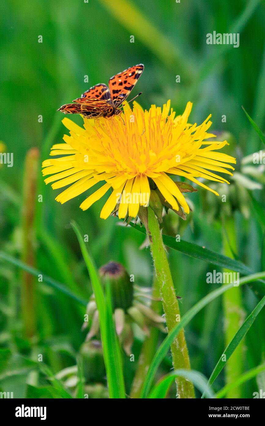 Le papillon noir orange recueille le nectar sur un pissenlit, Thuringe, Allemagne Banque D'Images