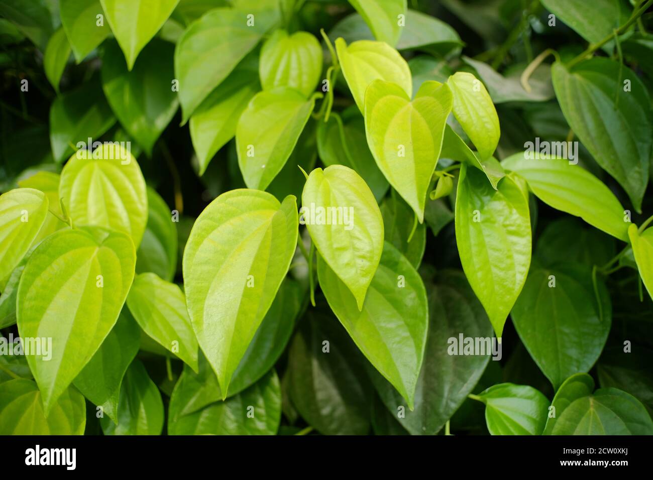 Le bétel est une vigne de la famille des Piperaceae, qui comprend du poivre et du kava. La feuille de bétel est principalement consommée en Asie et ailleurs dans le monde par le som Banque D'Images