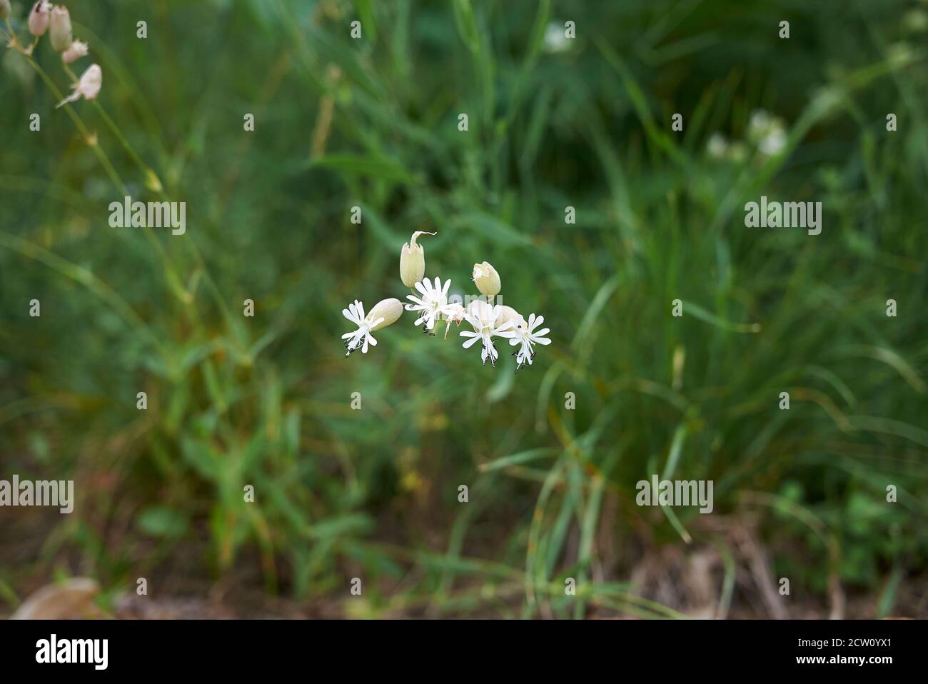 Inflorescence blanche vert de Silene vulgaris Banque D'Images