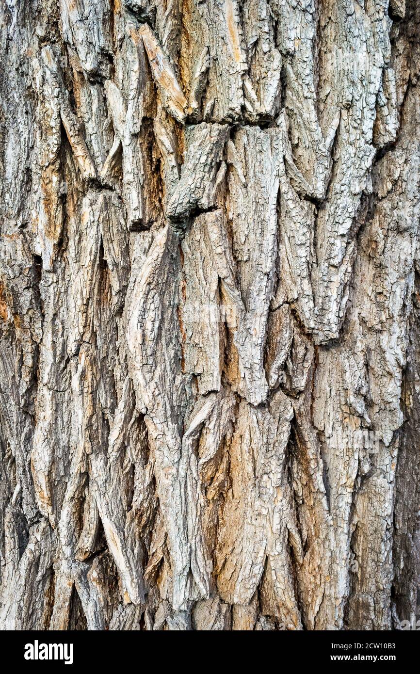 Ancienne texture écorce d'arbre en bois. Fond de vieux fragment de bois Banque D'Images