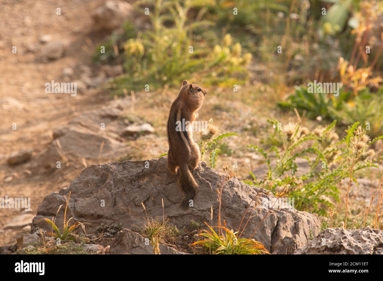 Chipmunk avec joues farcies, parc national de Grand Teton, Wyoming, États-Unis Banque D'Images