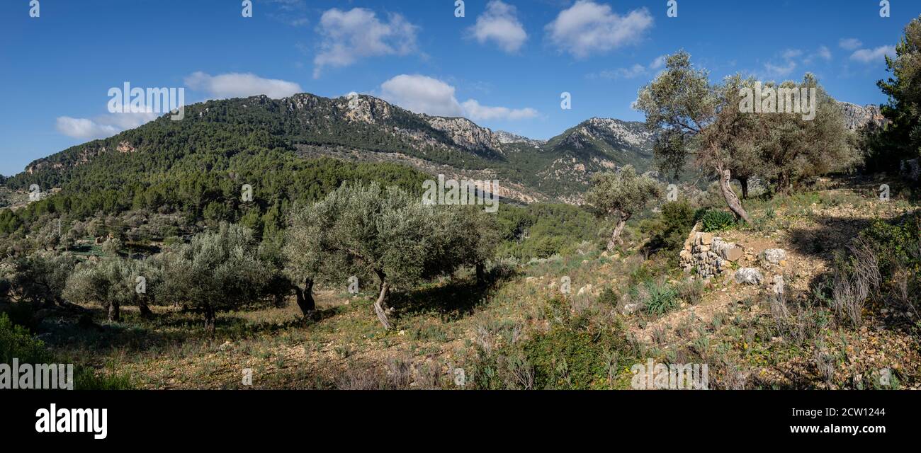 olivar de Pastoritx, Valldemossa, Majorque, Iles Baléares, Espagne Banque D'Images