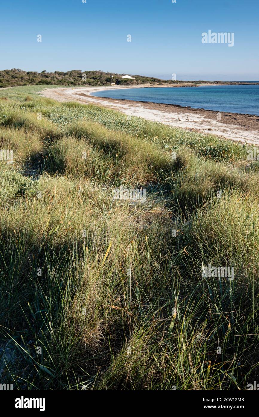 Végétation de dunes, plage es Caragol, commune de Santanyi, Majorque, Iles Baléares, Espagne Banque D'Images