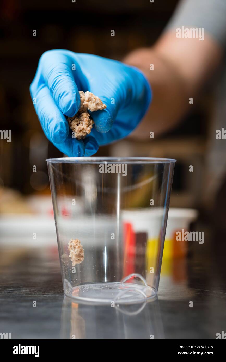 Préparation artisanale d'une tasse de verre de noix et de grains, glace italienne glace glace glace glace à la crème fouettée et biscuits à la langue du chat. Banque D'Images
