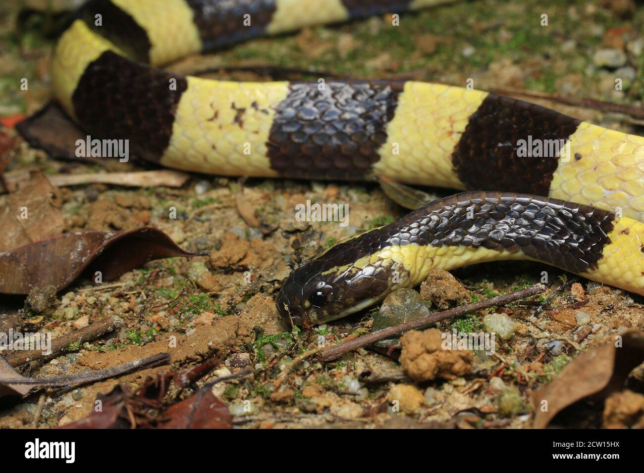 Bungarus fasciatus est un serpent venimeux d'Asie du Sud-est. Ils sont normalement trouvés dans les propriétés d'huile de palme. Banque D'Images