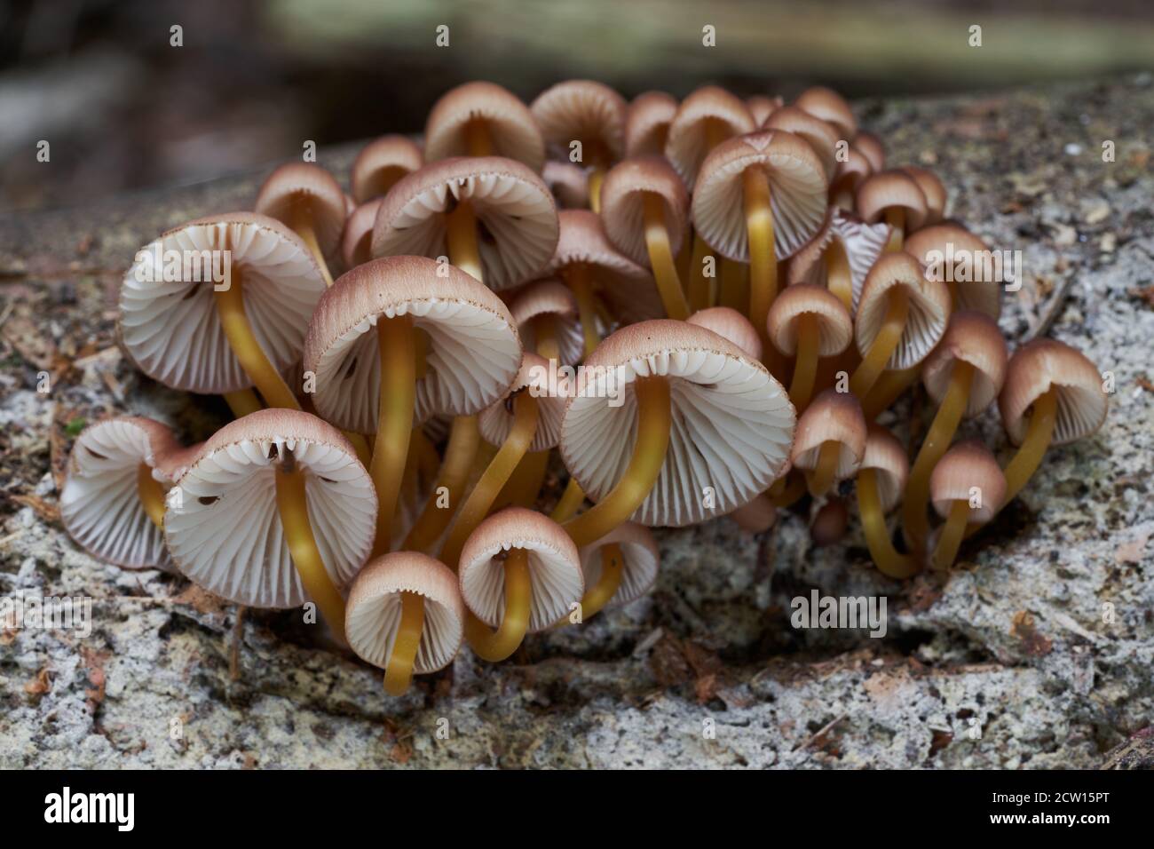 Champignon incomestible Mycena renati dans la forêt. Connu sous le nom de beau capot. Bouquet de champignons sauvages avec tige jaune poussant sur le bois. Banque D'Images