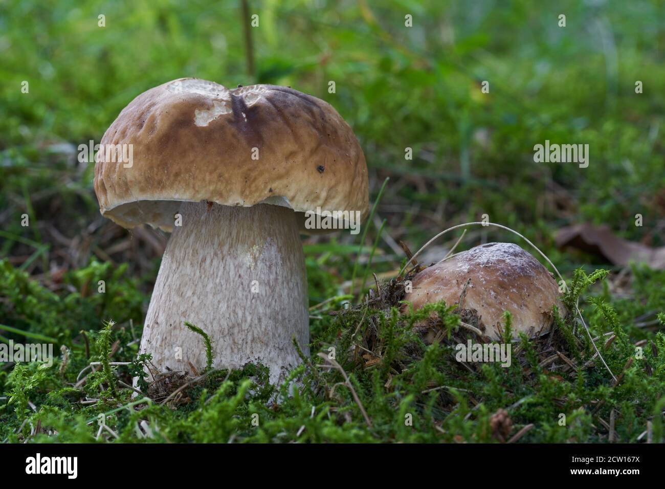 Champignon comestible Boletus edulis dans la forêt d'épicéa. Connu sous le nom de CEP ou Penny Bun. Deux champignons bolets poussant dans la mousse. Banque D'Images