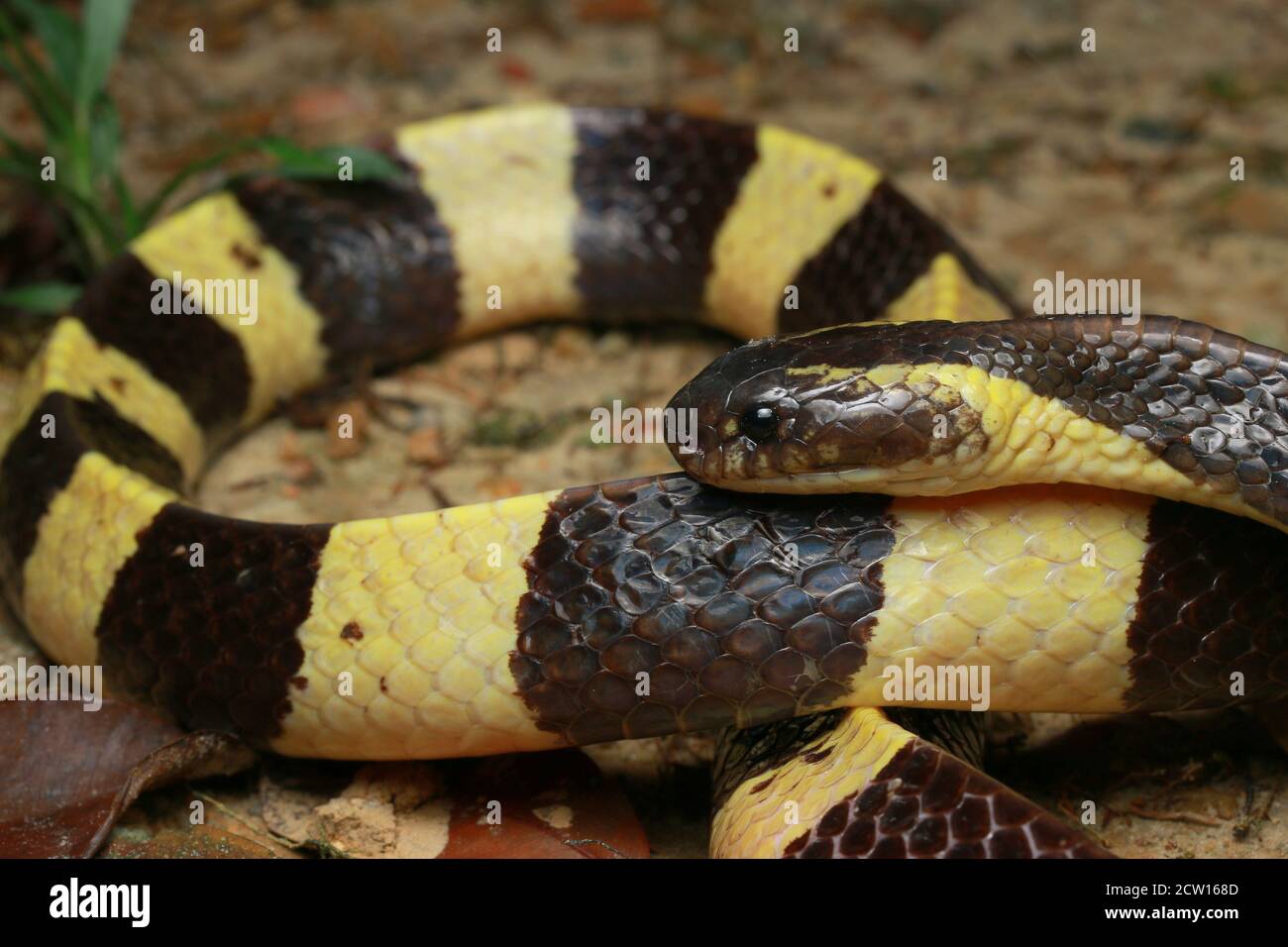 Bungarus fasciatus est un serpent venimeux d'Asie du Sud-est. Ils sont normalement trouvés dans les propriétés d'huile de palme. Banque D'Images