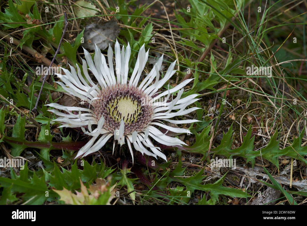 Plante médicinale Carlina acaulis au bord de la forêt de bouleau. Connu sous le nom de chardon argenté ou chardon carin sans stemless. État naturel. Banque D'Images