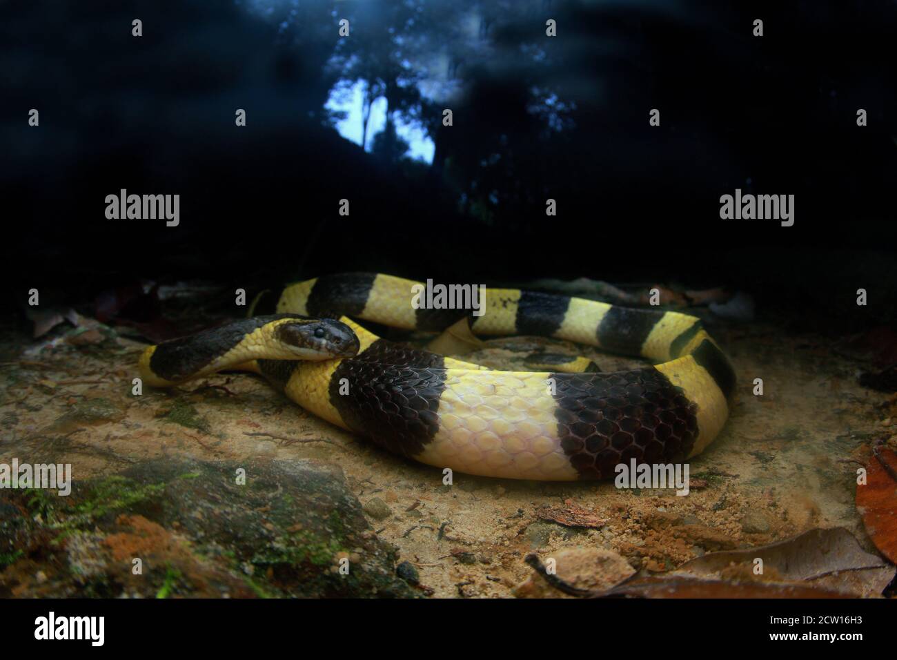 Bungarus fasciatus est un serpent venimeux d'Asie du Sud-est. Ils sont normalement trouvés dans les propriétés d'huile de palme. Banque D'Images