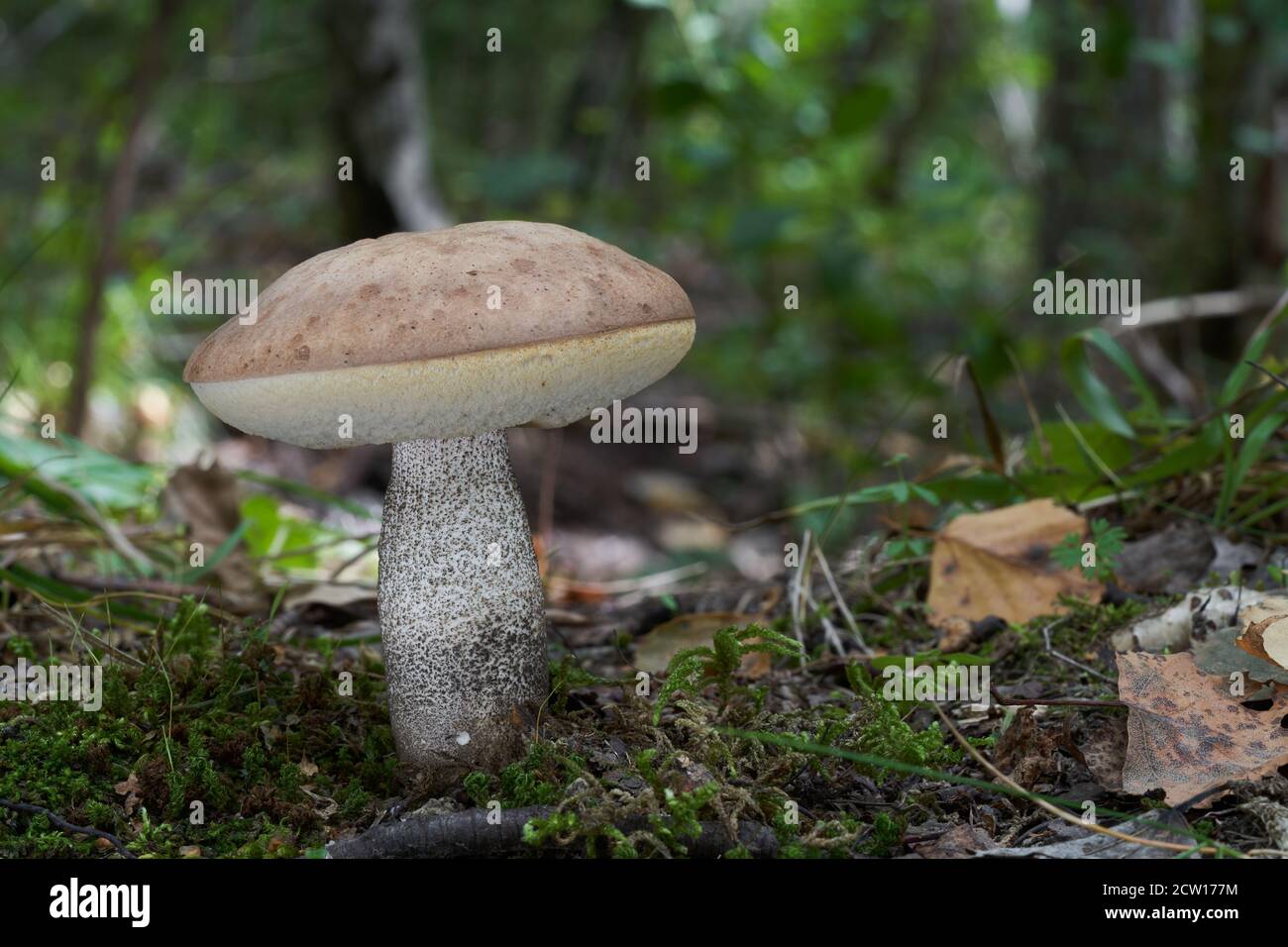 Champignon comestible Leccinum duriusculum dans la forêt de bouleau sous le peuplier faux-tremble. Connu sous le nom de Slate Bolete. Bolete champignon croissant dans la mousse, feuilles de bouleau autour. Banque D'Images