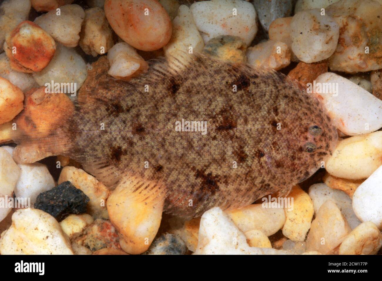 Unique poisson d'eau douce, Achiroides leucorhynchos, Achiroides leucorhynchus Banque D'Images