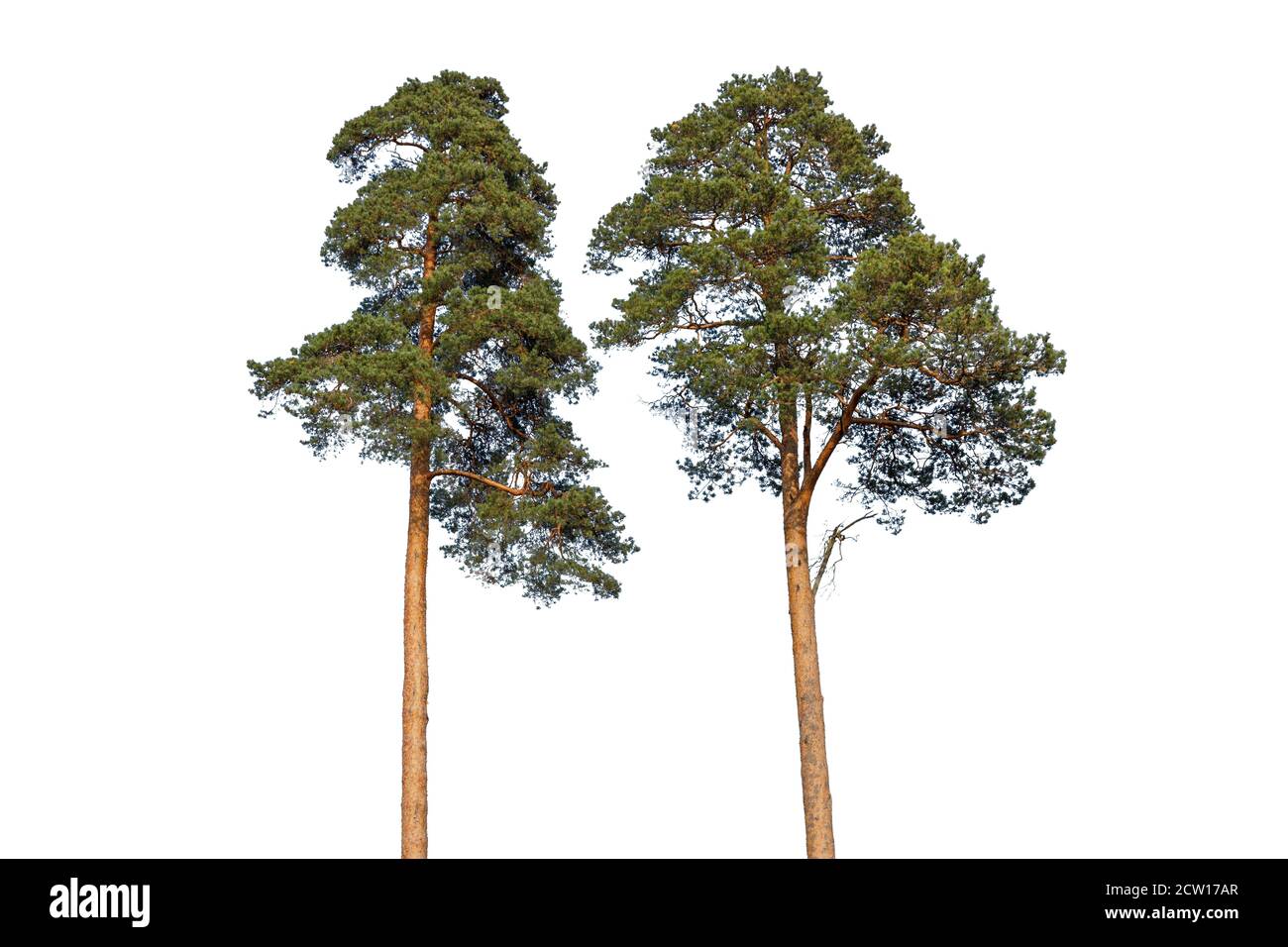 pins isolés sur fond blanc. arbres pour la conception Banque D'Images