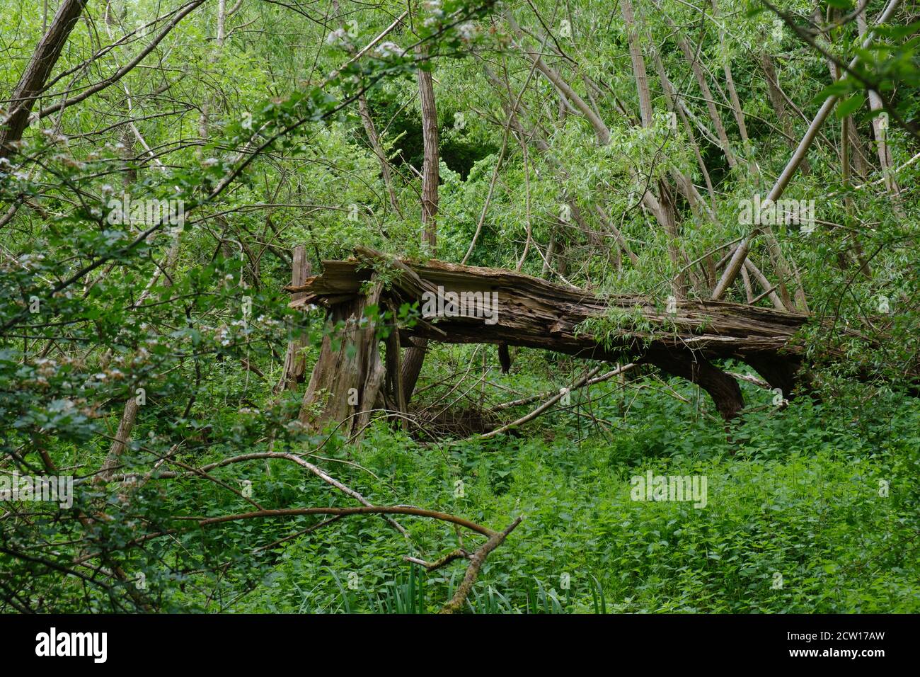 Vieux arbre pourri cassé et allongé sur le côté avec le tronc encore dans le sol. Entouré de feuillage, d'arbres et d'arbustes. Réserve naturelle de Ruislip Woods, NW London Banque D'Images