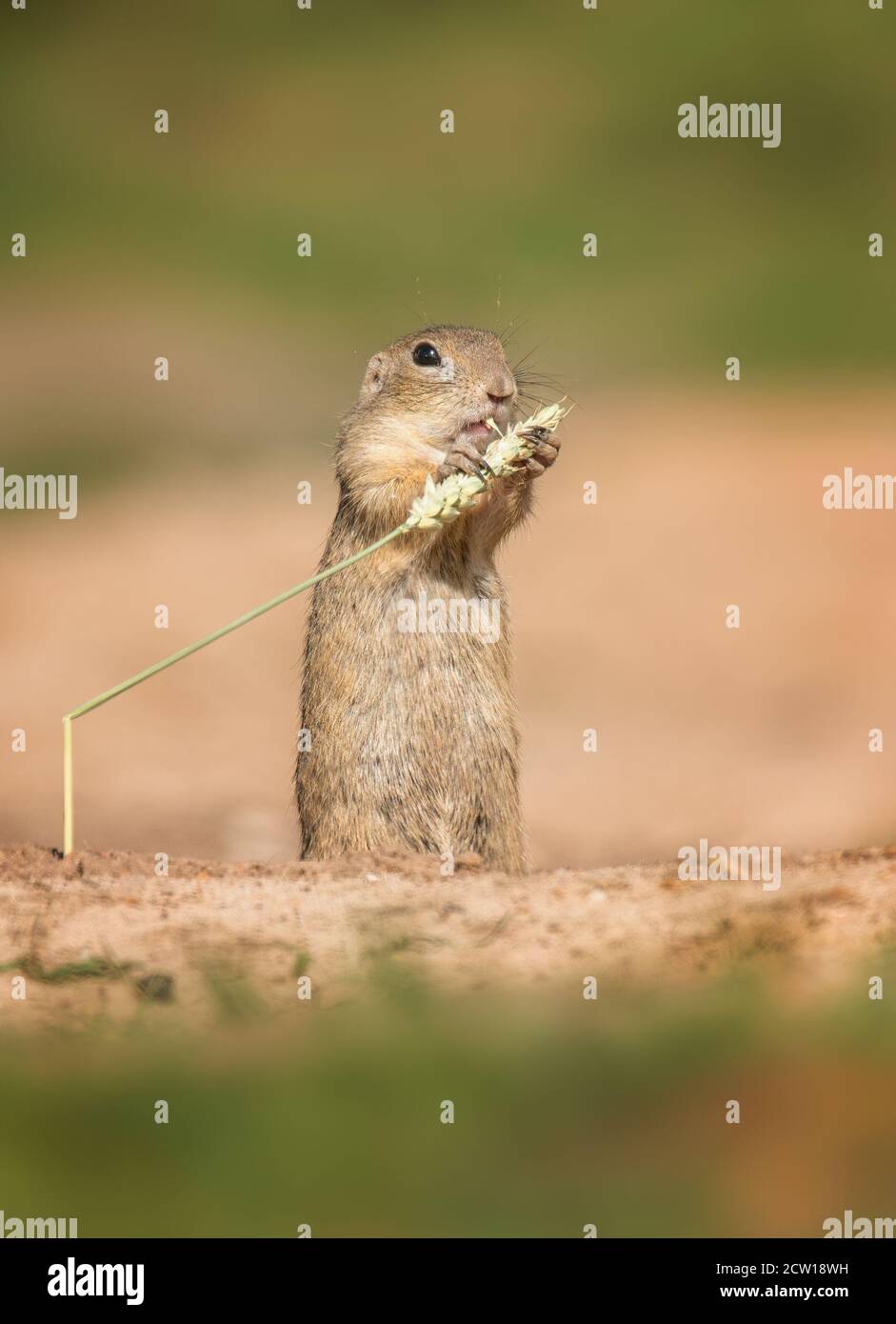 l'écureuil moulu mange des grains d'oreille de maïs, la meilleure photo Banque D'Images