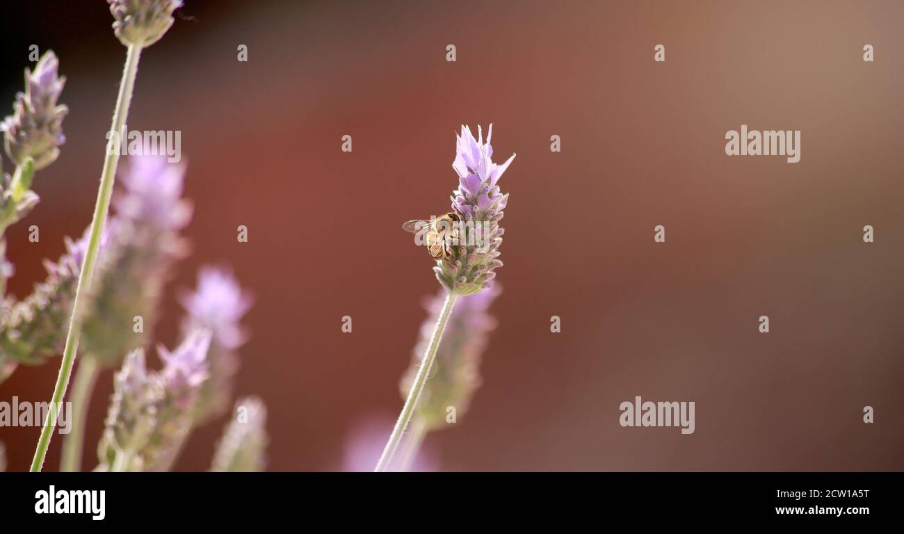 abeille perchée sur une fleur de lavande Banque D'Images