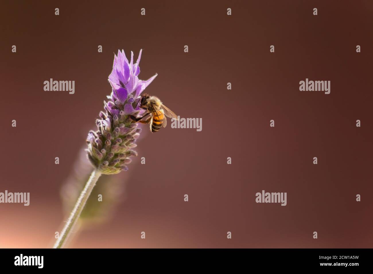 abeille perchée sur une fleur de lavande Banque D'Images