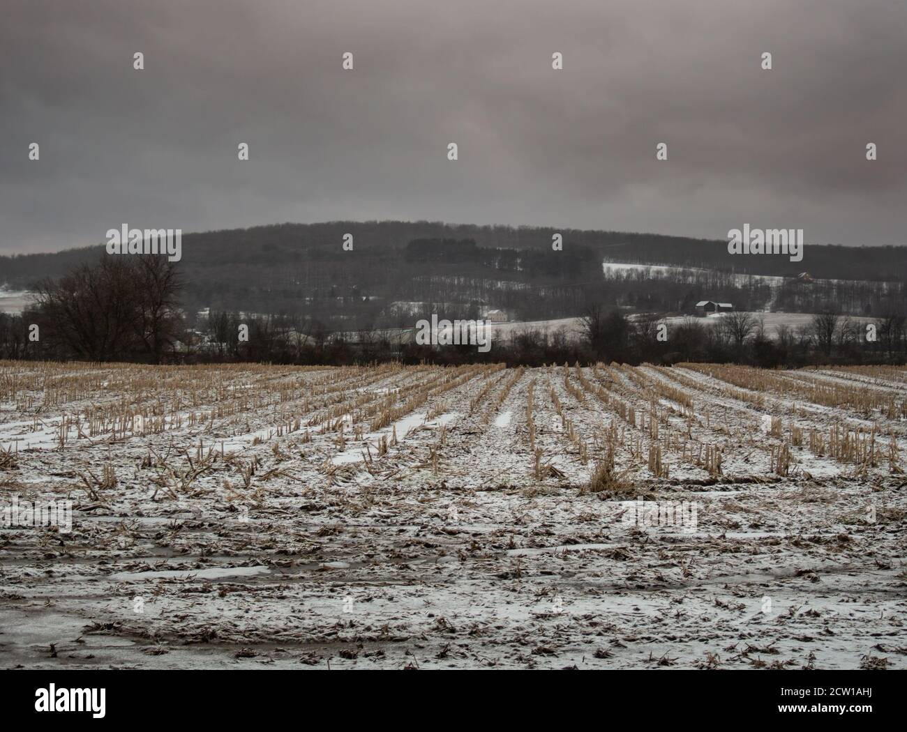 La ferme s'est régalé sur une matinée d'hiver très froide avant le lever du soleil Banque D'Images