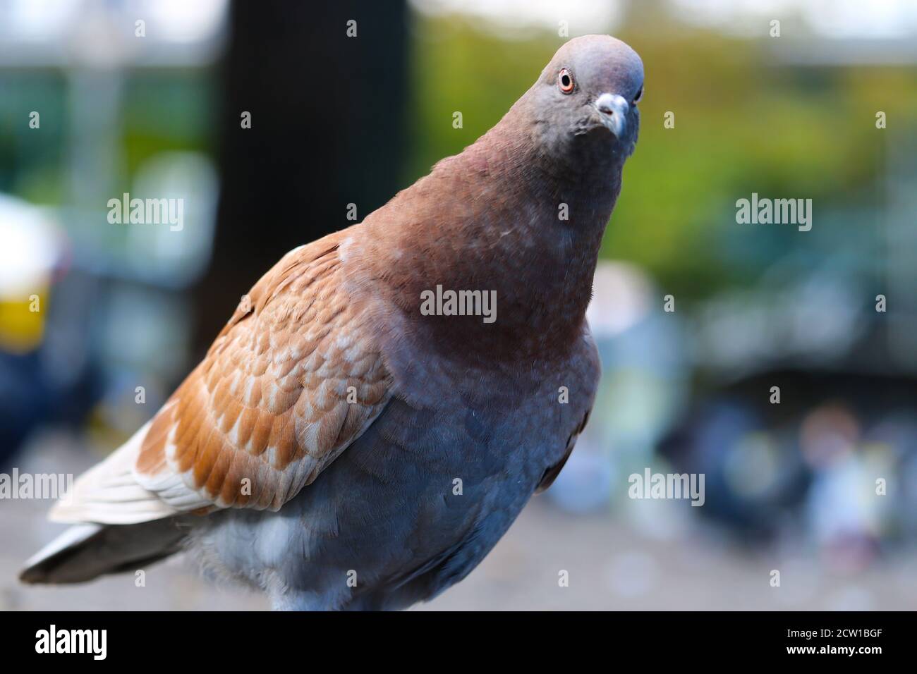 Curieuse d'apparence brun-gris colombe de roche ou de pigeon commun, columba livia en vue rapprochée, étirant son cou Banque D'Images