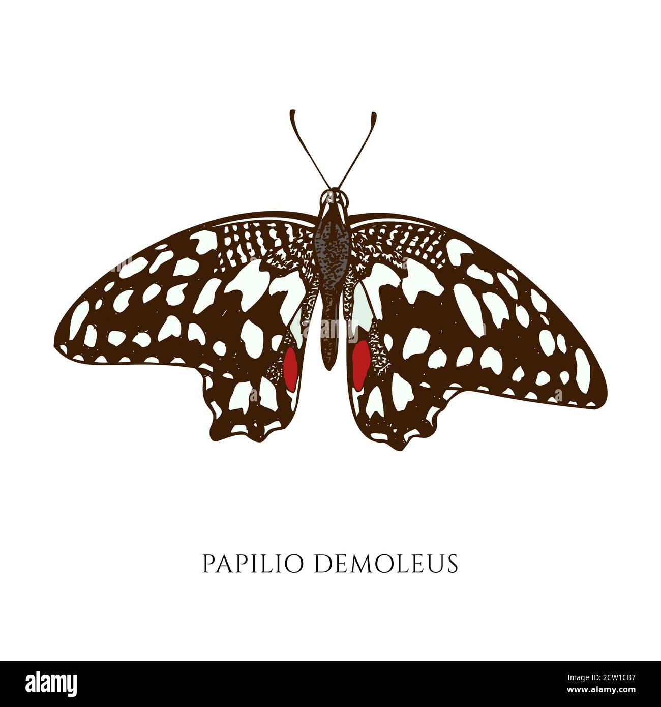 Ensemble vectoriel de papillon de couleur citron dessiné à la main Illustration de Vecteur