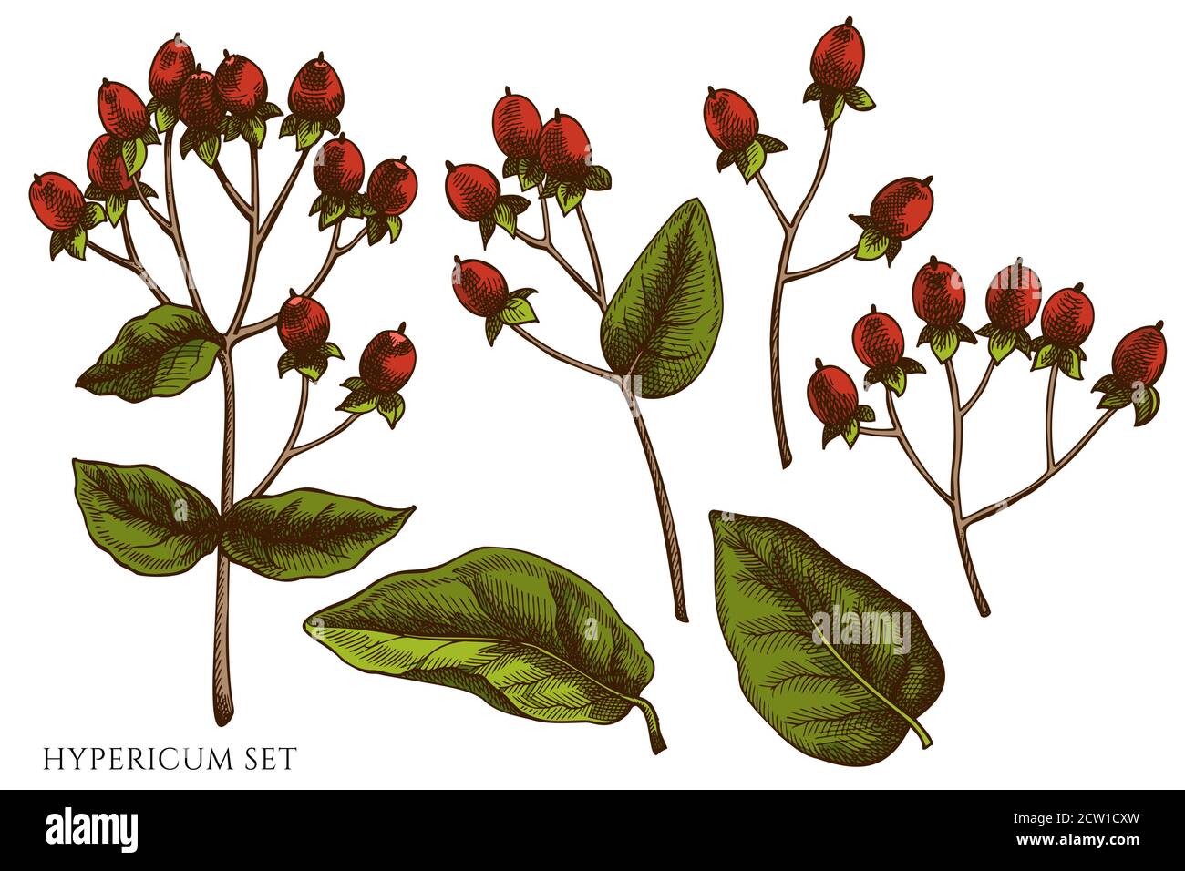 Ensemble vectoriel de l'hypericum de couleur dessiné à la main Illustration de Vecteur