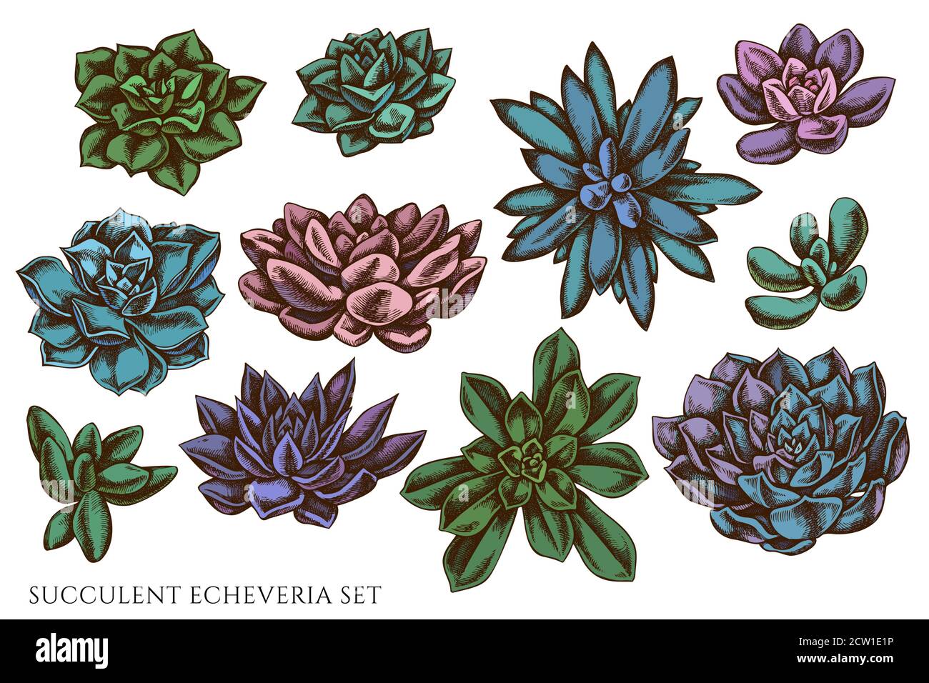 Ensemble vectoriel d'echeveria succulentes de couleur dessinées à la main Illustration de Vecteur