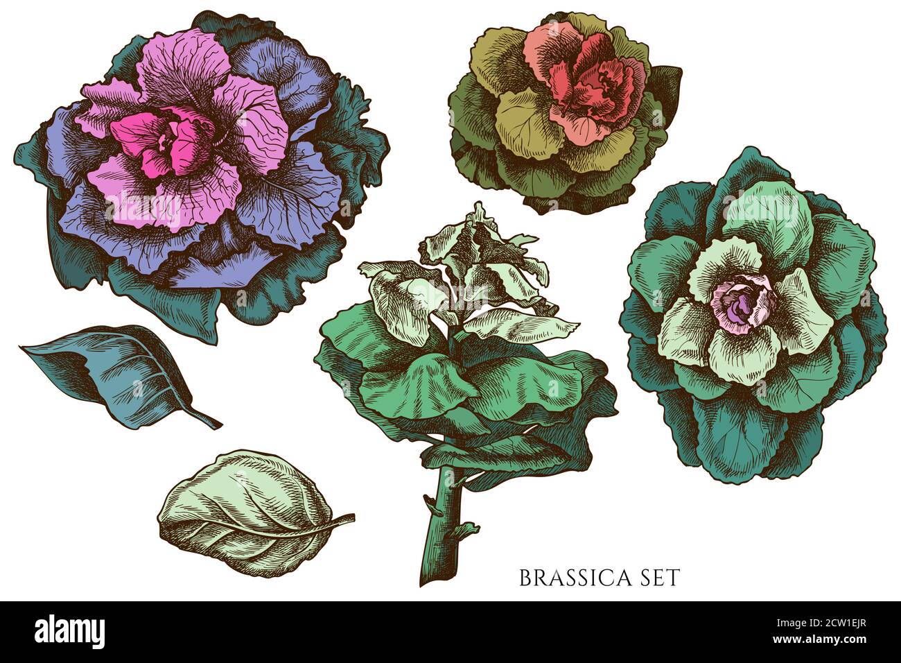 Ensemble vectoriel de brassica de couleur dessinée à la main Illustration de Vecteur