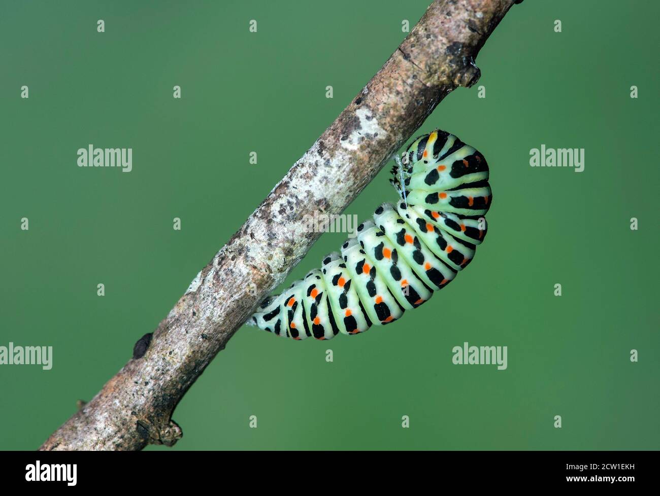 Chenille de l'ancien papillon de queue de cynelle (Papilio machaon) s'étant attaché avec une girdlet de soie à une branche pour la mariation, Suisse Banque D'Images