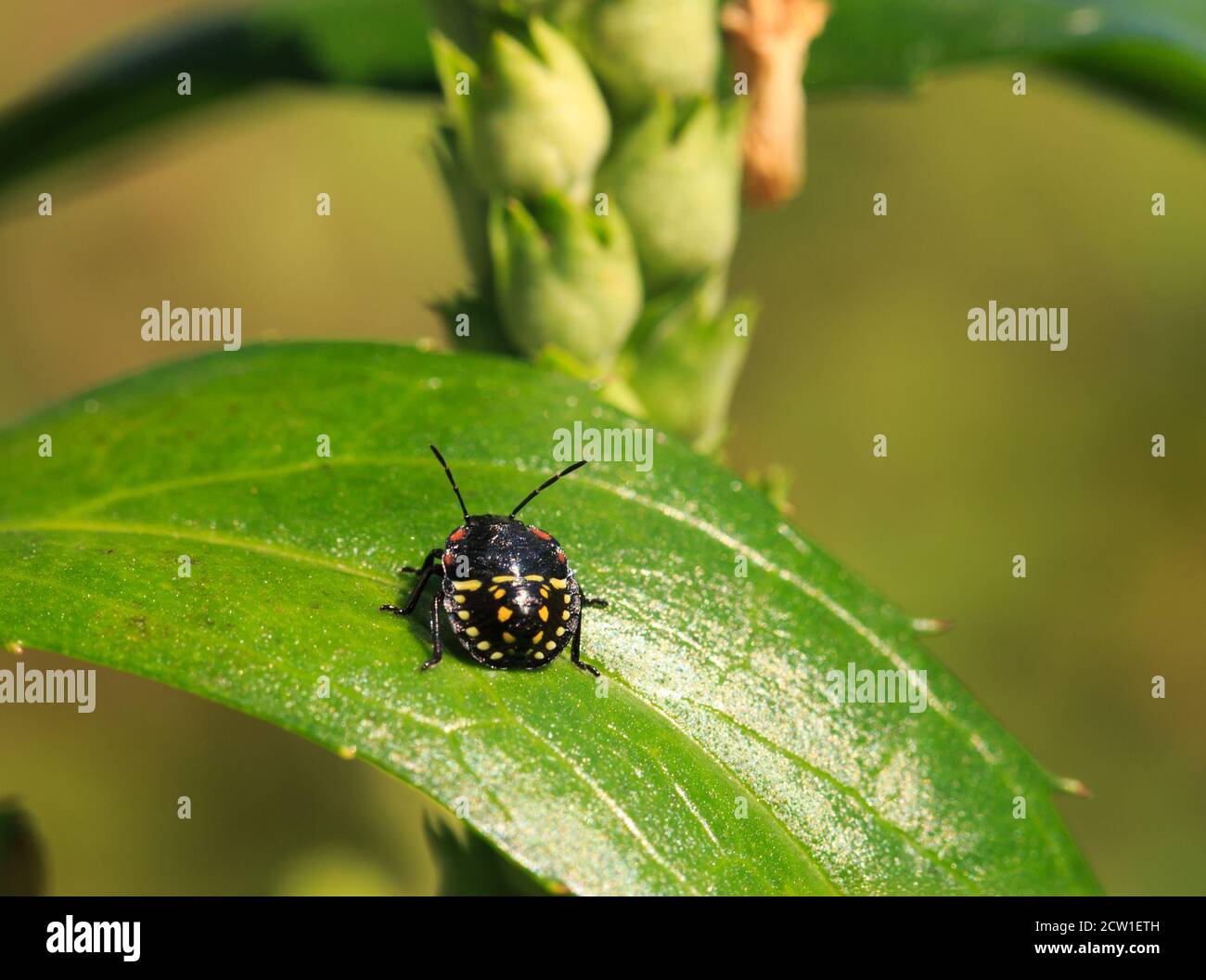 3 instar - Southern Green Shield Bug Nymph reposant sur une feuille verte, il ya cinq étapes avant qu'il se transforme en un insecte de bouclier adulte Banque D'Images